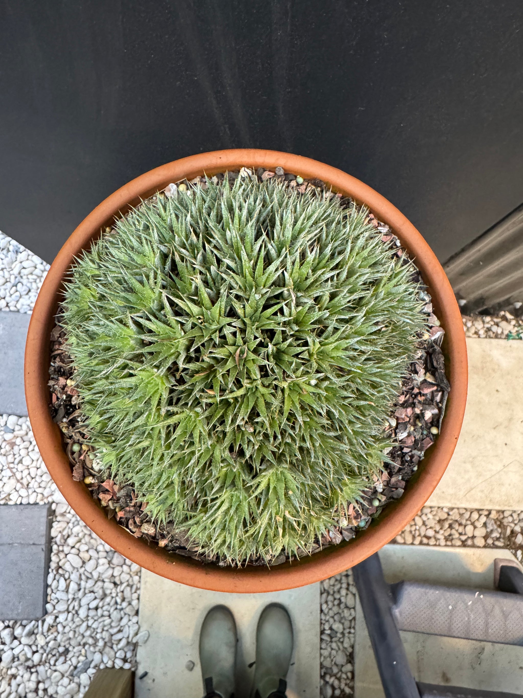 Abromeitiella brevifolia
