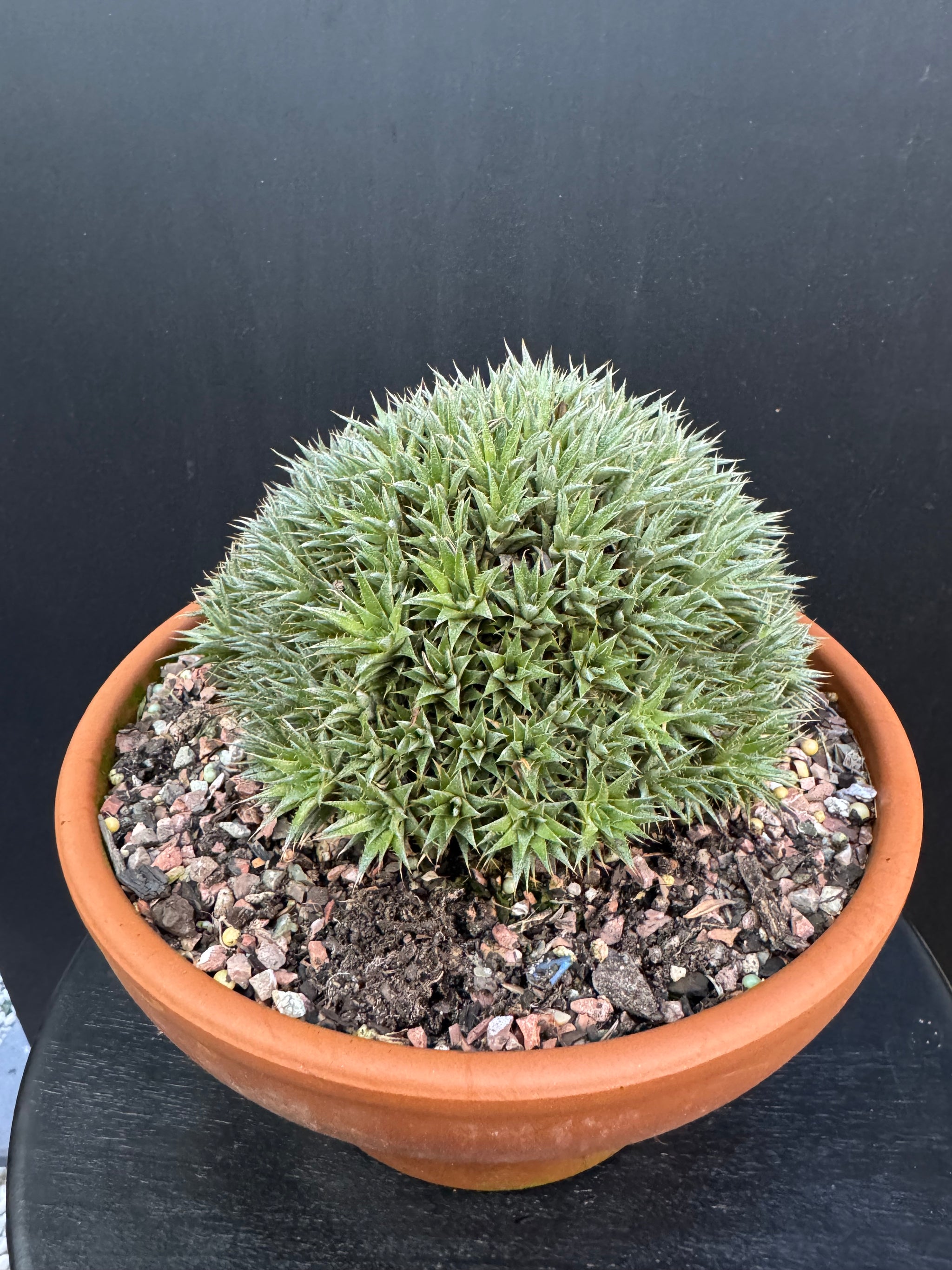 Abromeitiella brevifolia