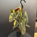 Variegated Philodendron Melanochrysum, Philodendron Melanochrysum Variegata, Variegated Black Gold Philodendron, Black Gold Philodendron Variegated.