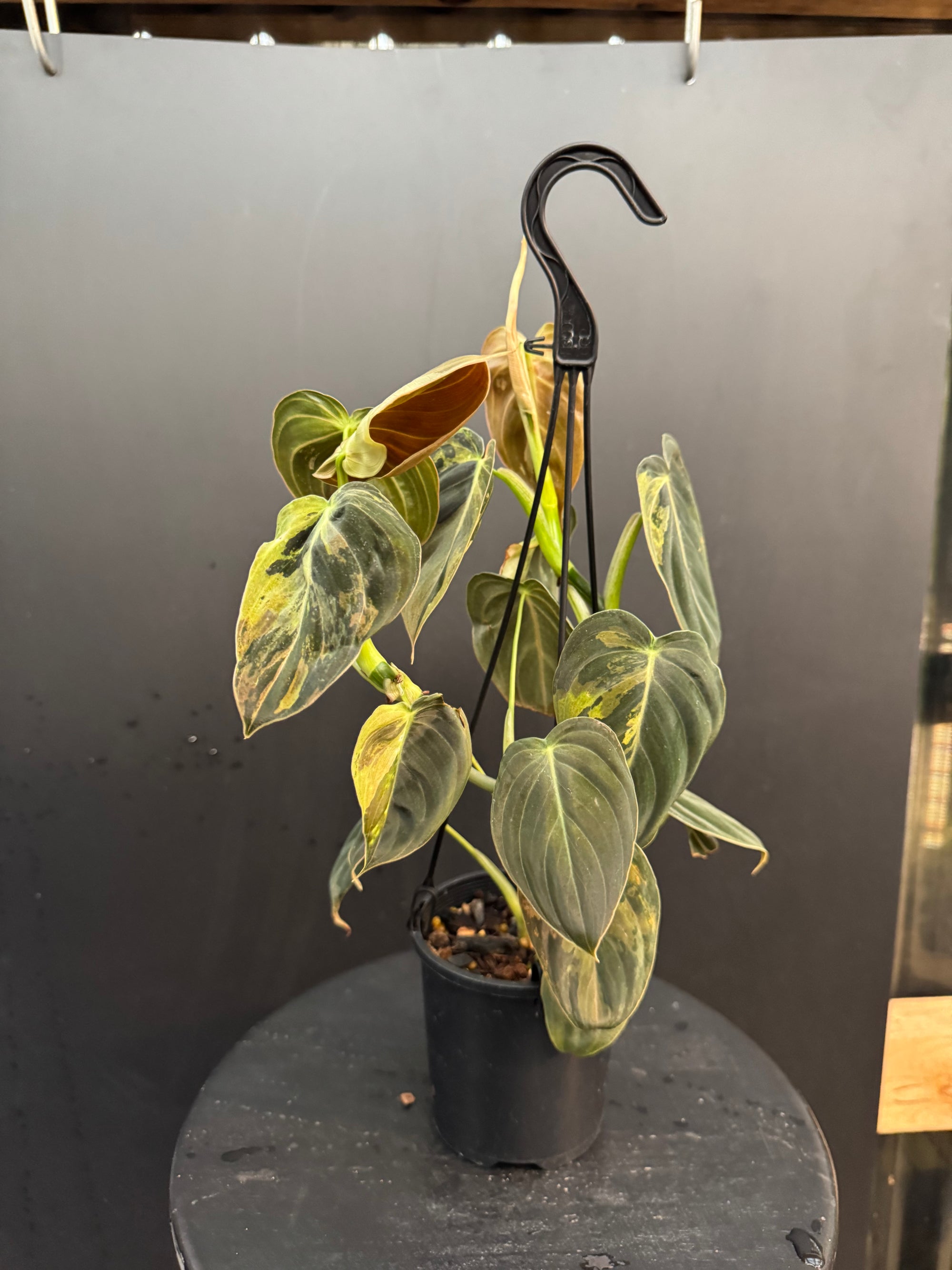 Variegated Philodendron Melanochrysum, Philodendron Melanochrysum Variegata, Variegated Black Gold Philodendron, Black Gold Philodendron Variegated.