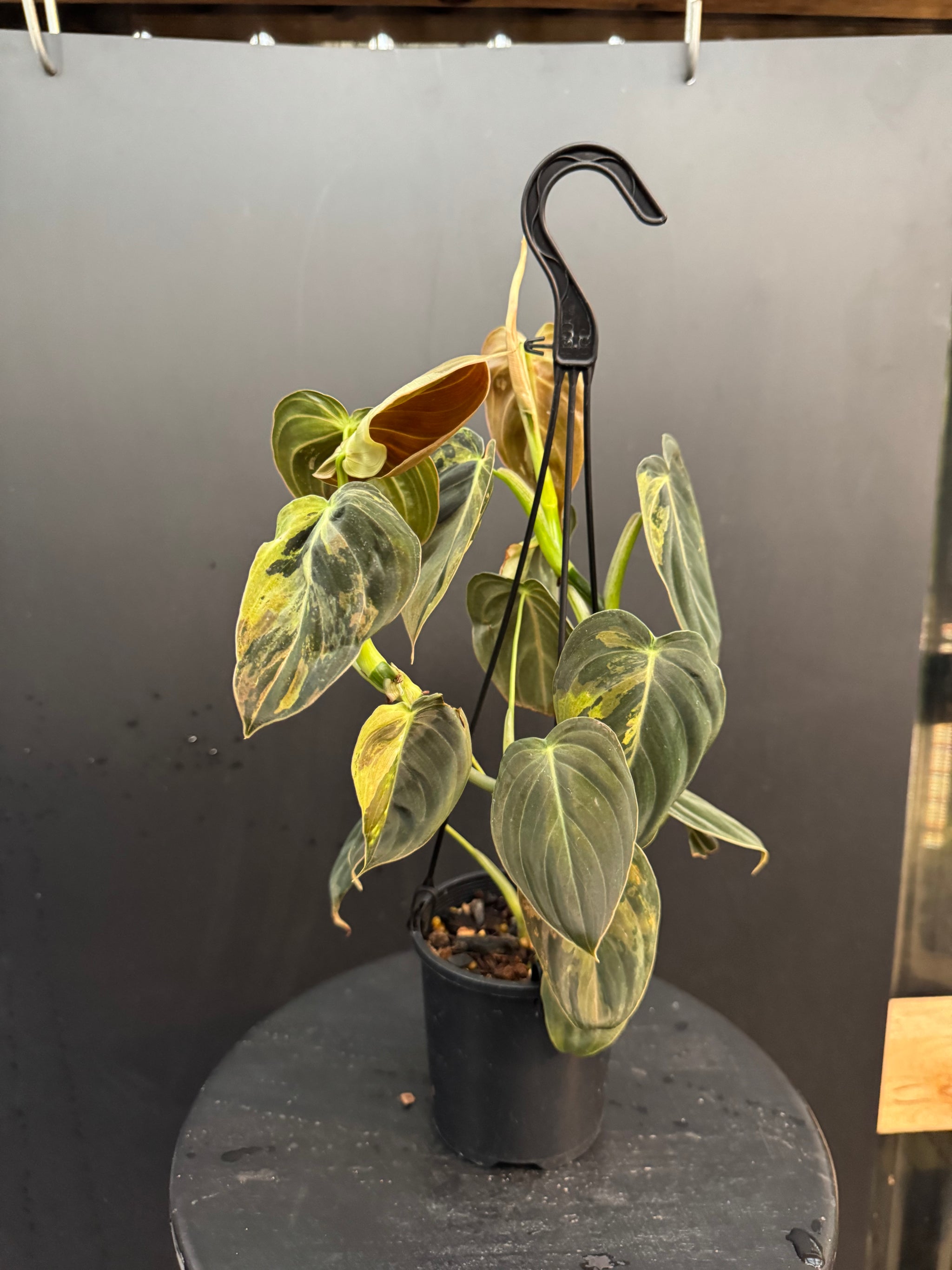 Variegated Philodendron Melanochrysum, Philodendron Melanochrysum Variegata, Variegated Black Gold Philodendron, Black Gold Philodendron Variegated.