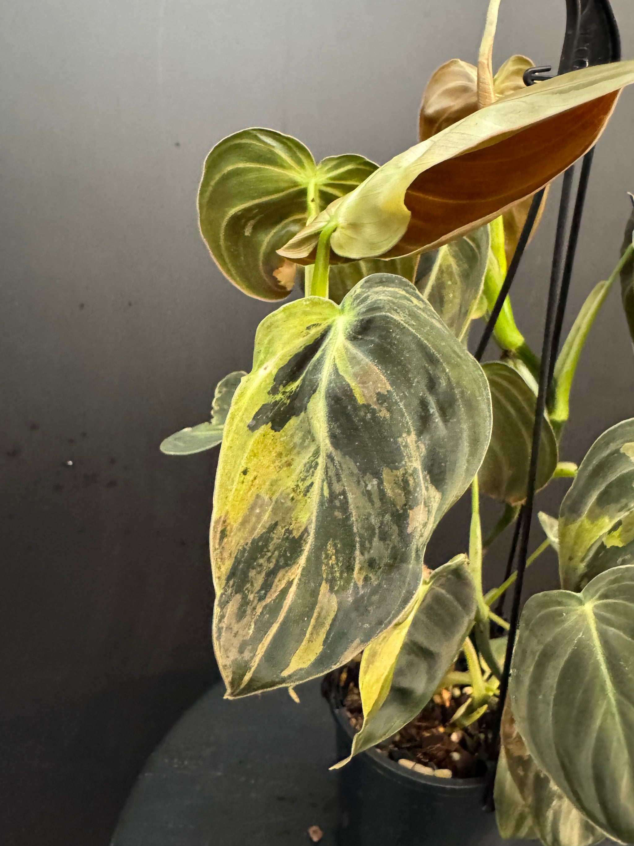 Variegated Philodendron Melanochrysum, Philodendron Melanochrysum Variegata, Variegated Black Gold Philodendron, Black Gold Philodendron Variegated.