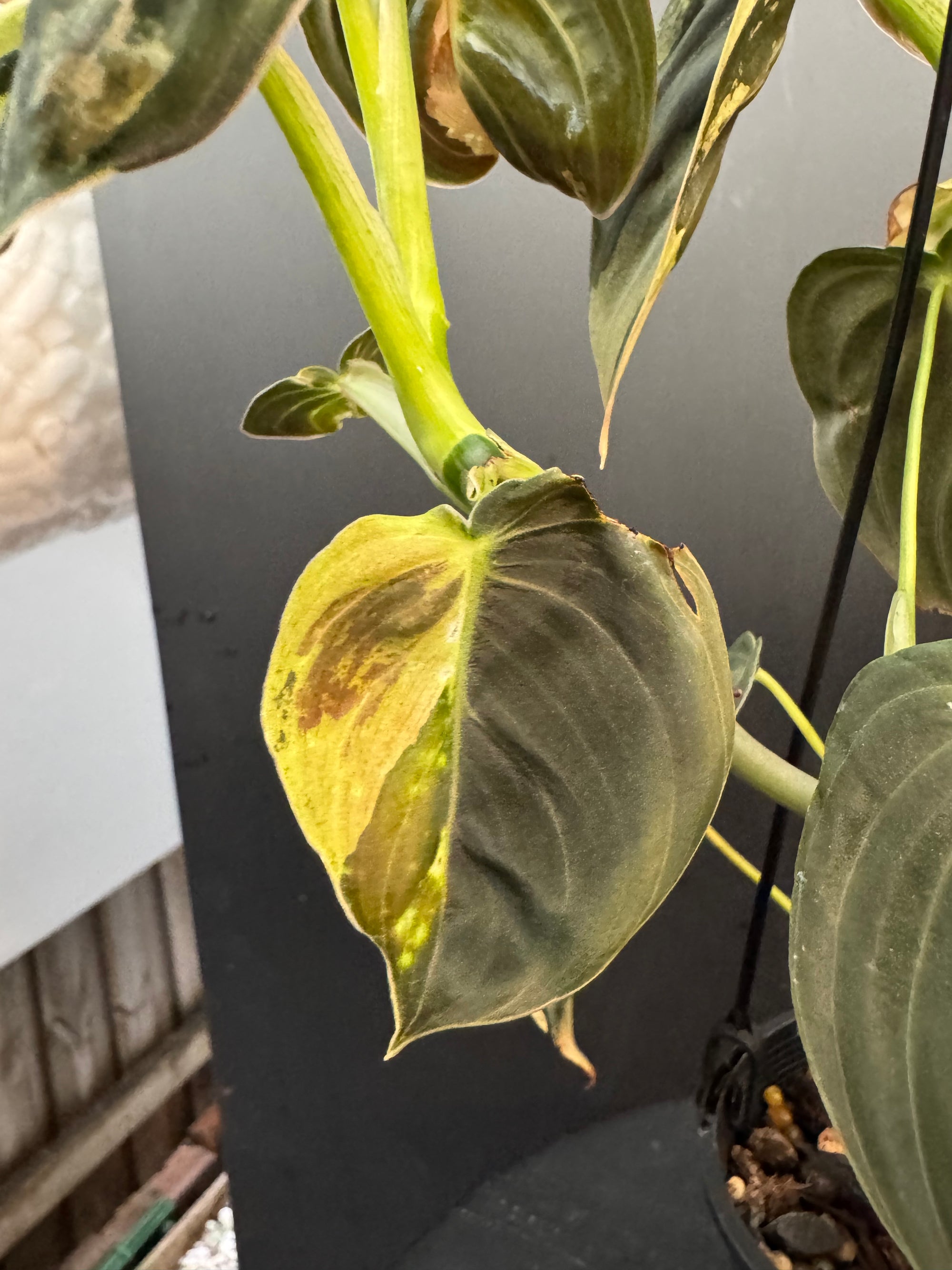 Variegated Philodendron Melanochrysum, Philodendron Melanochrysum Variegata, Variegated Black Gold Philodendron, Black Gold Philodendron Variegated.