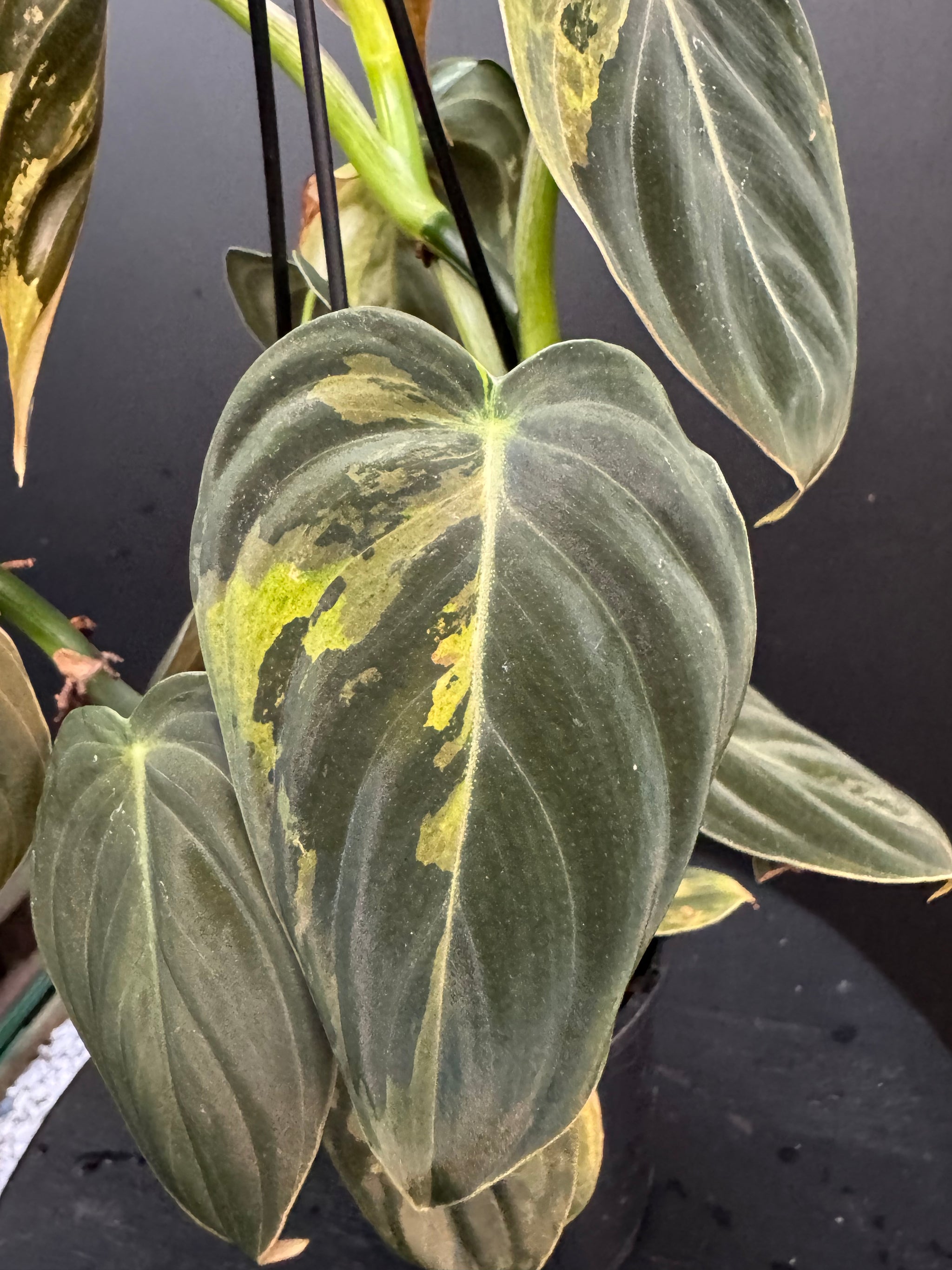 Variegated Philodendron Melanochrysum, Philodendron Melanochrysum Variegata, Variegated Black Gold Philodendron, Black Gold Philodendron Variegated.