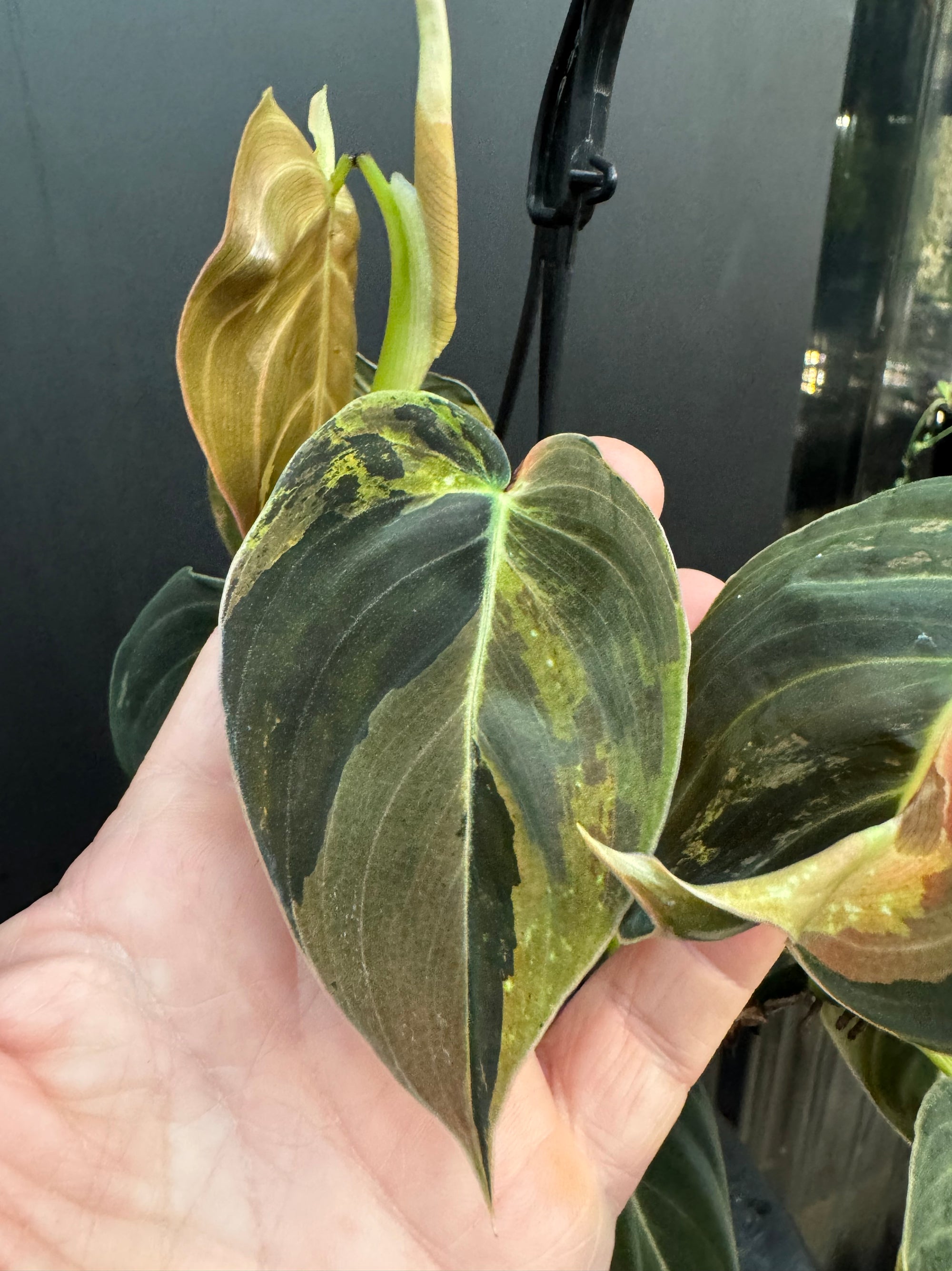 Variegated Philodendron Melanochrysum, Philodendron Melanochrysum Variegata, Variegated Black Gold Philodendron, Black Gold Philodendron Variegated.