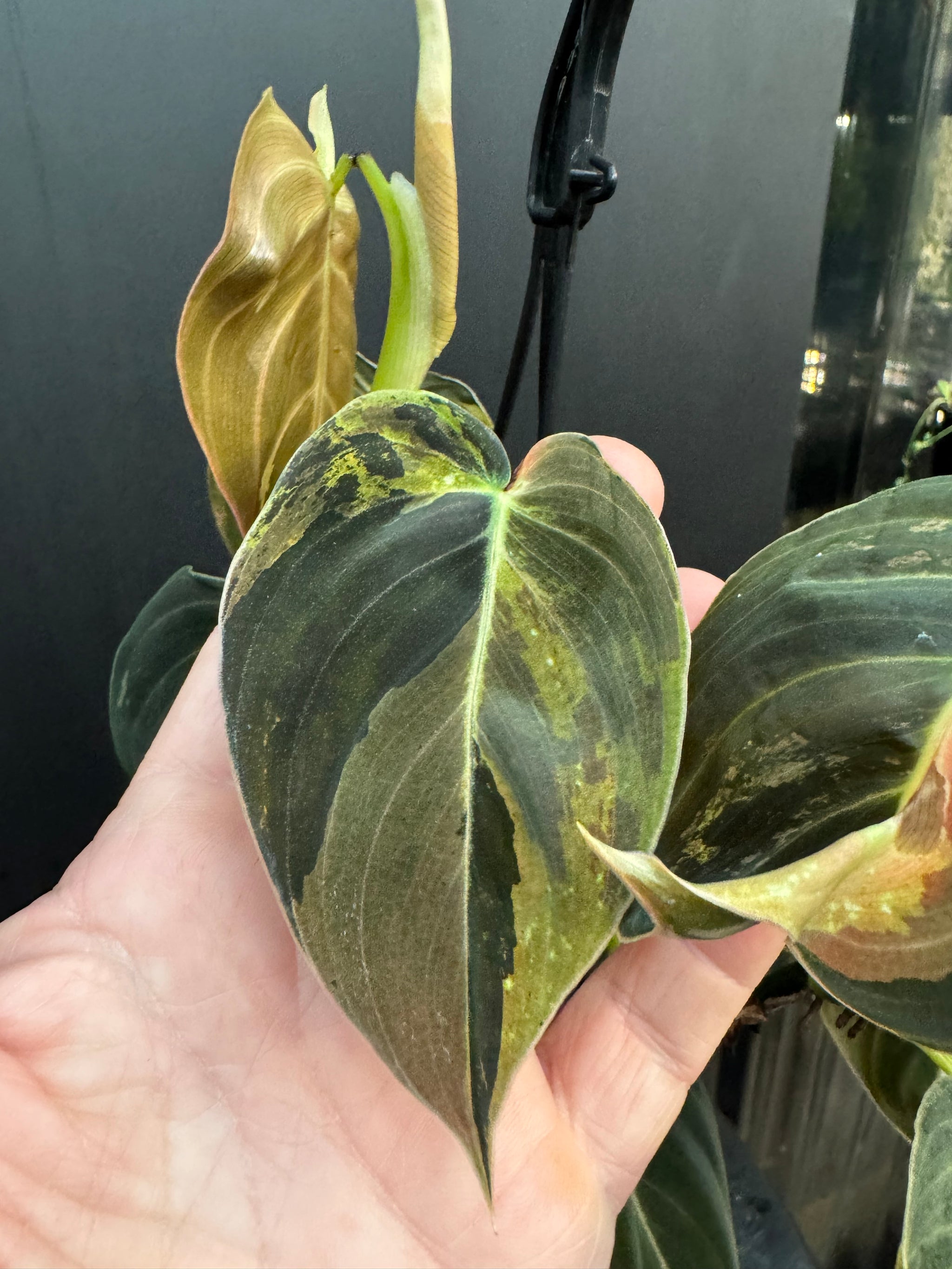 Variegated Philodendron Melanochrysum, Philodendron Melanochrysum Variegata, Variegated Black Gold Philodendron, Black Gold Philodendron Variegated.