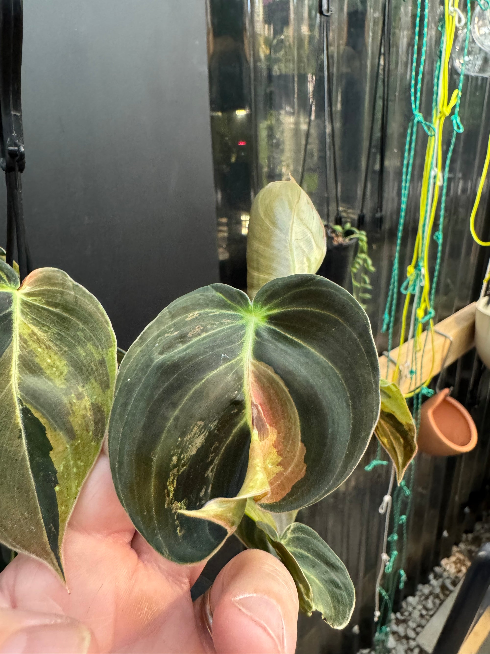 Variegated Philodendron Melanochrysum, Philodendron Melanochrysum Variegata, Variegated Black Gold Philodendron, Black Gold Philodendron Variegated.