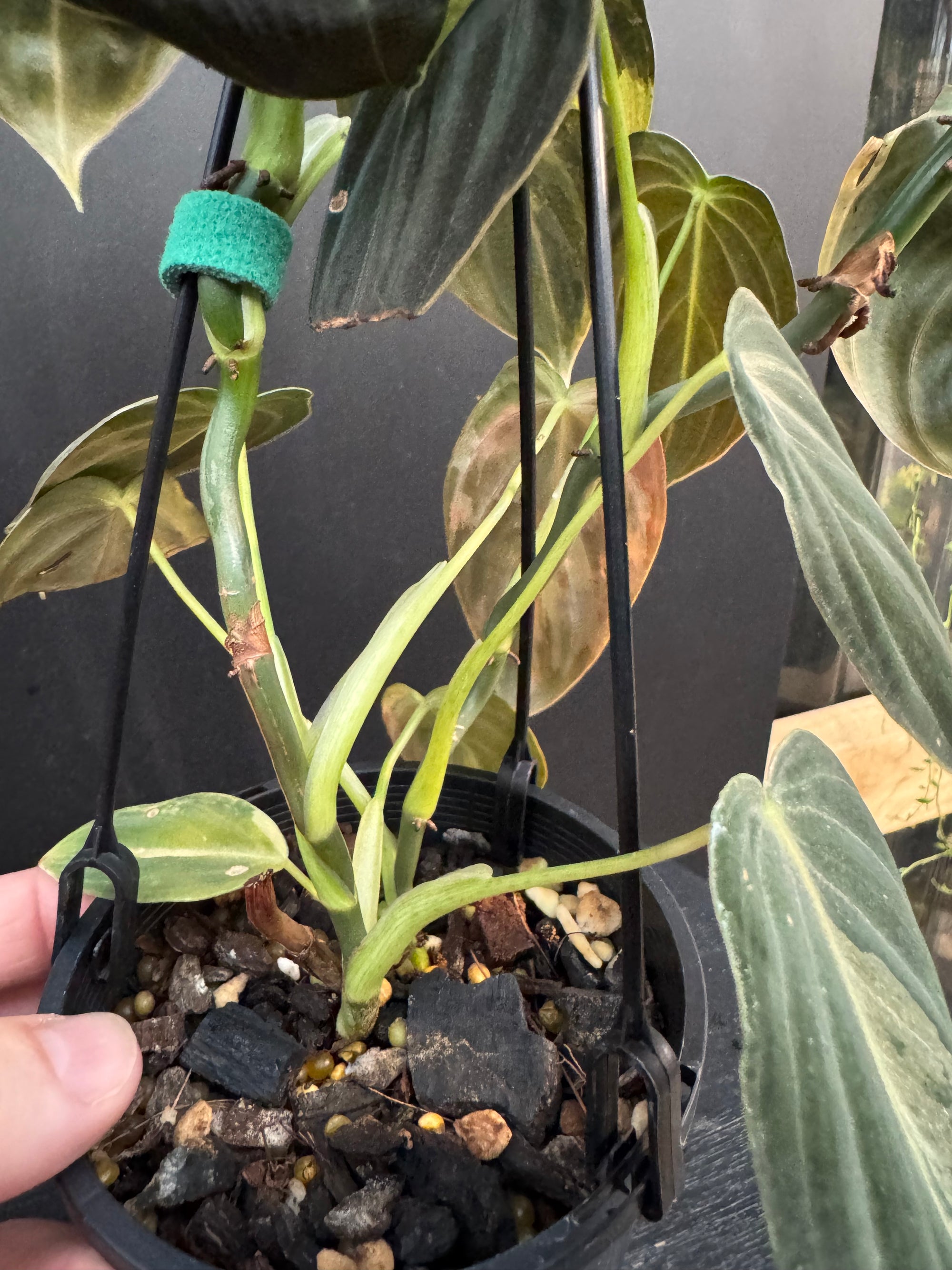 Variegated Philodendron Melanochrysum, Philodendron Melanochrysum Variegata, Variegated Black Gold Philodendron, Black Gold Philodendron Variegated.