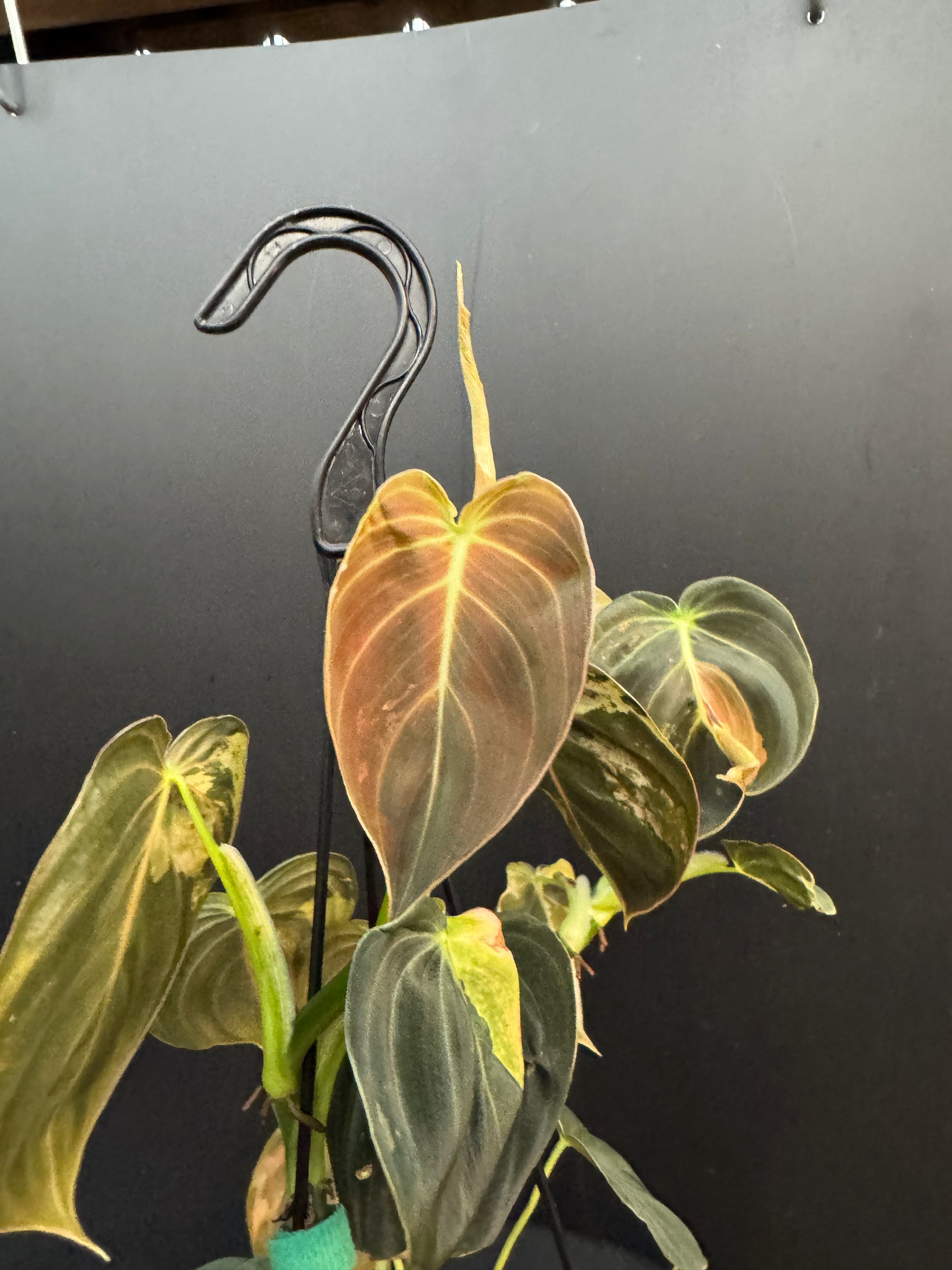 Variegated Philodendron Melanochrysum, Philodendron Melanochrysum Variegata, Variegated Black Gold Philodendron, Black Gold Philodendron Variegated.