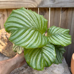 Calathea orbifolia