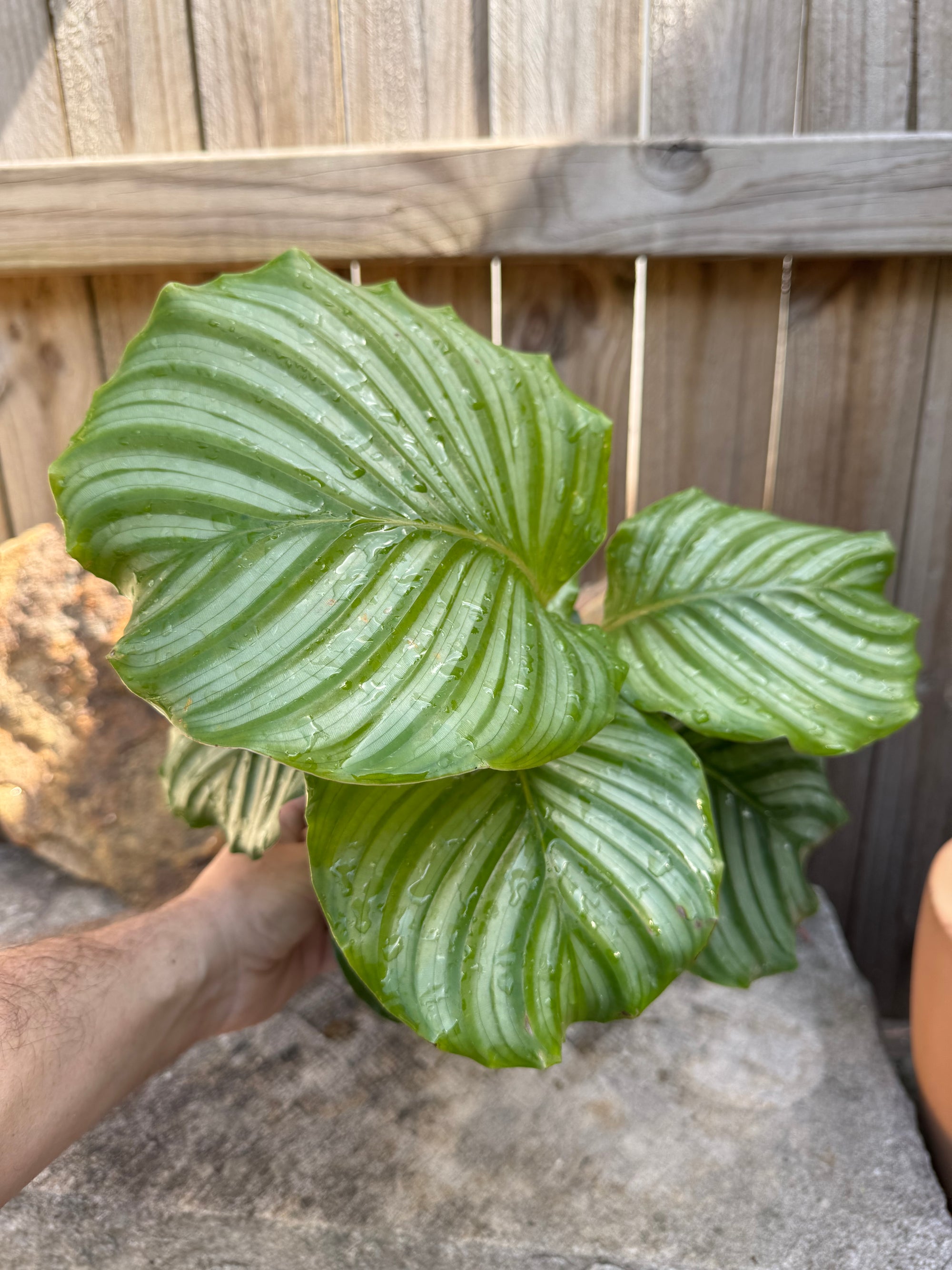 Calathea orbifolia