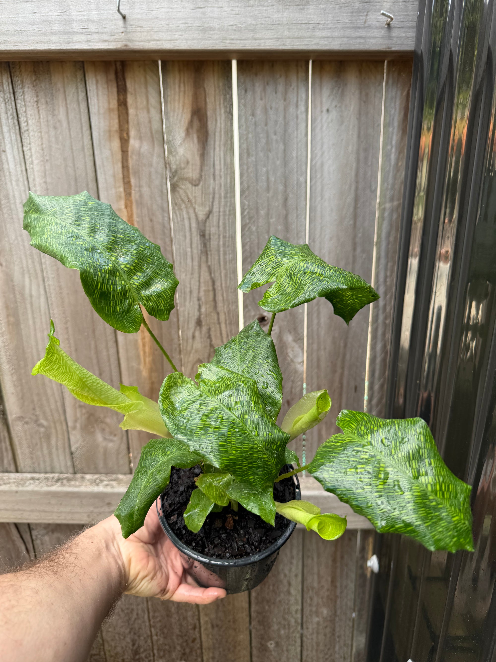 Calathea musaica 'Network'