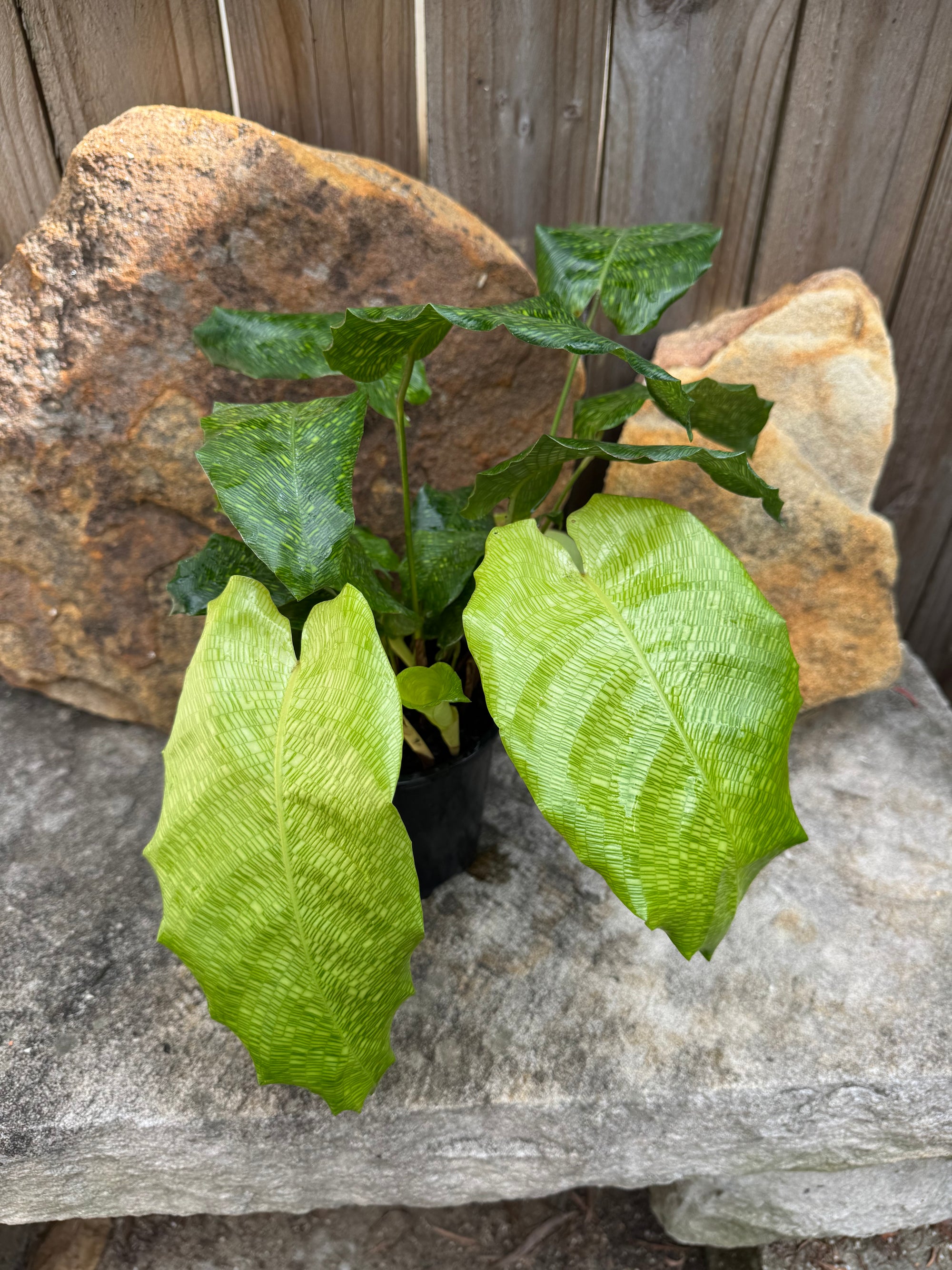 Calathea musaica 'Network'