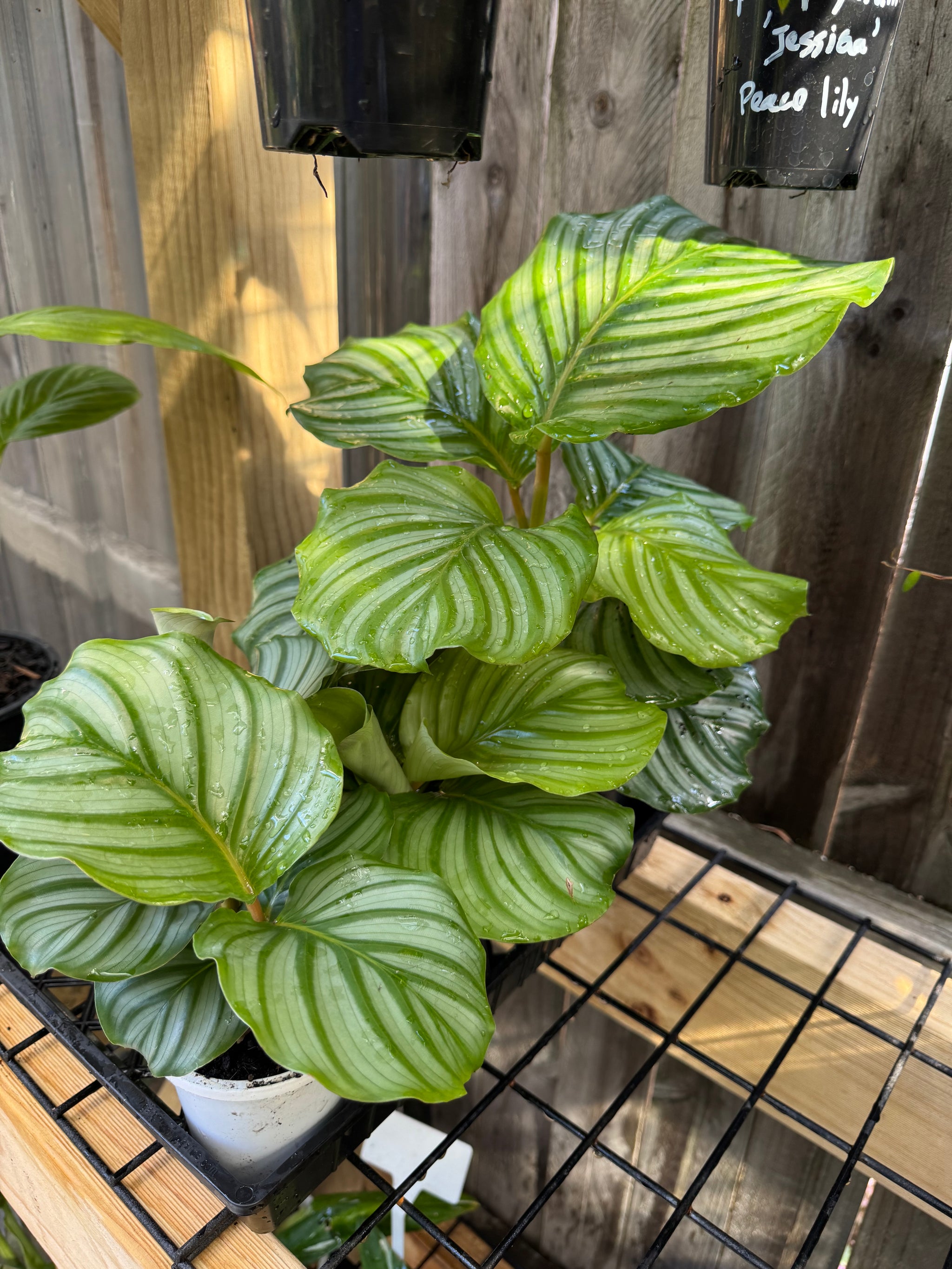 Calathea orbifolia