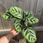 Calathea makoyana