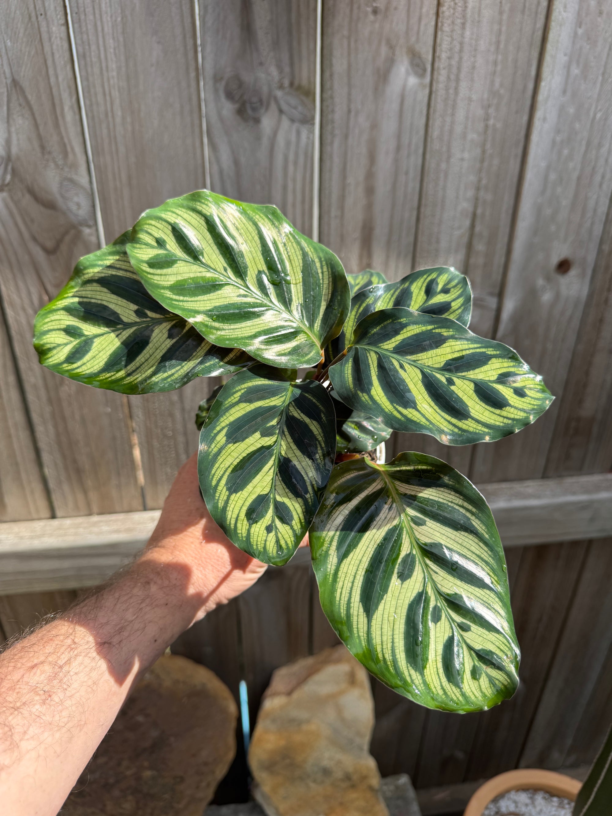 Calathea makoyana