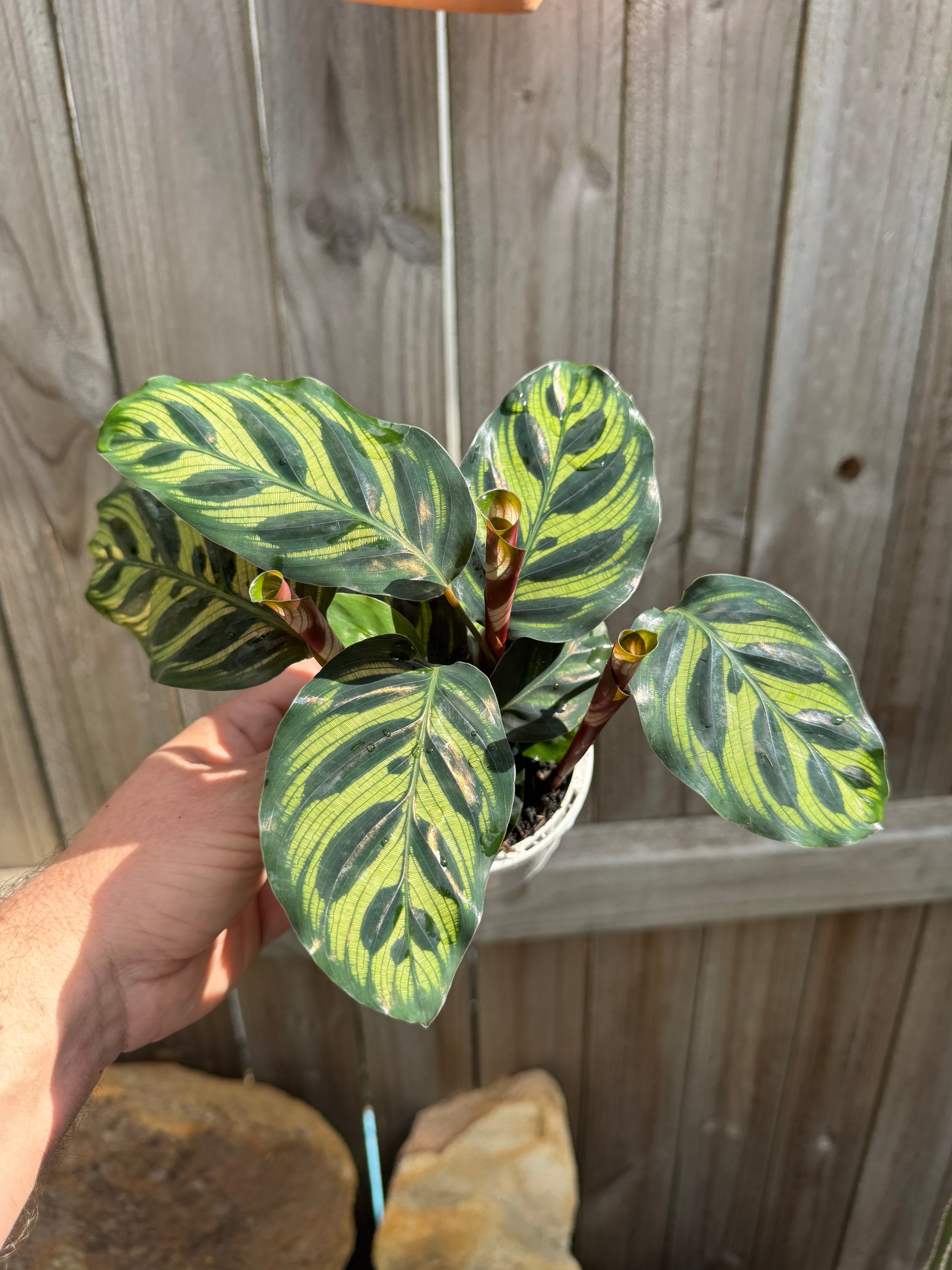 Calathea makoyana