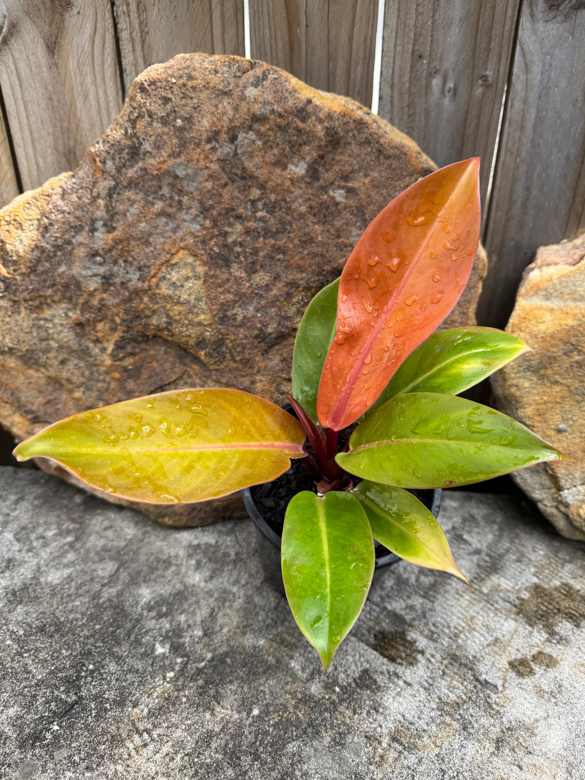 Philodendron 'Prince of Orange'