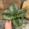 Streptocarpus 'Pretty Turtle'