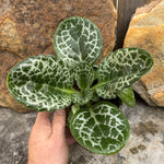 Streptocarpus 'Pretty Turtle'