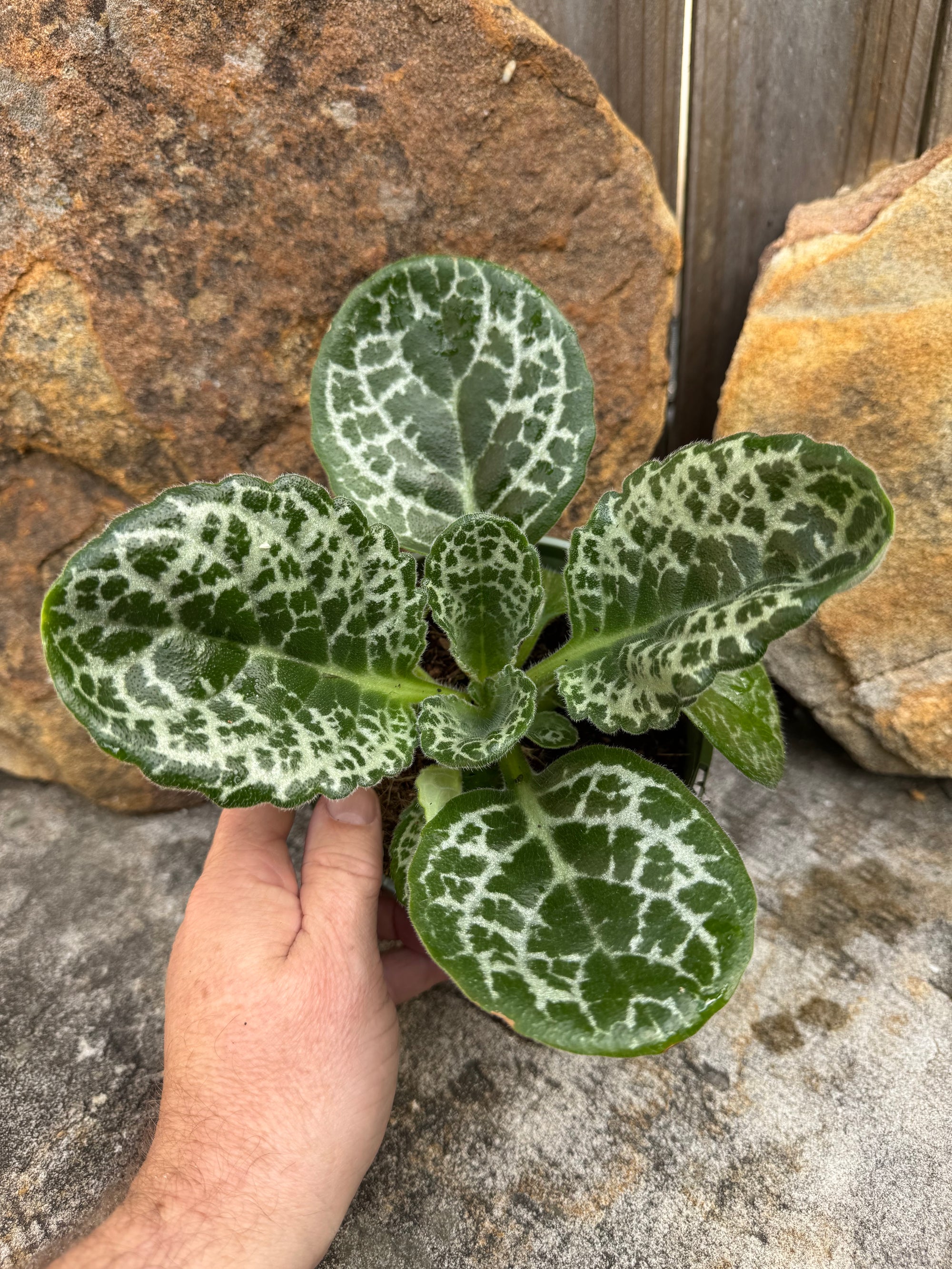 Streptocarpus 'Pretty Turtle'