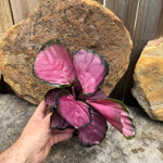 Calathea roseopicta 'Rosey'