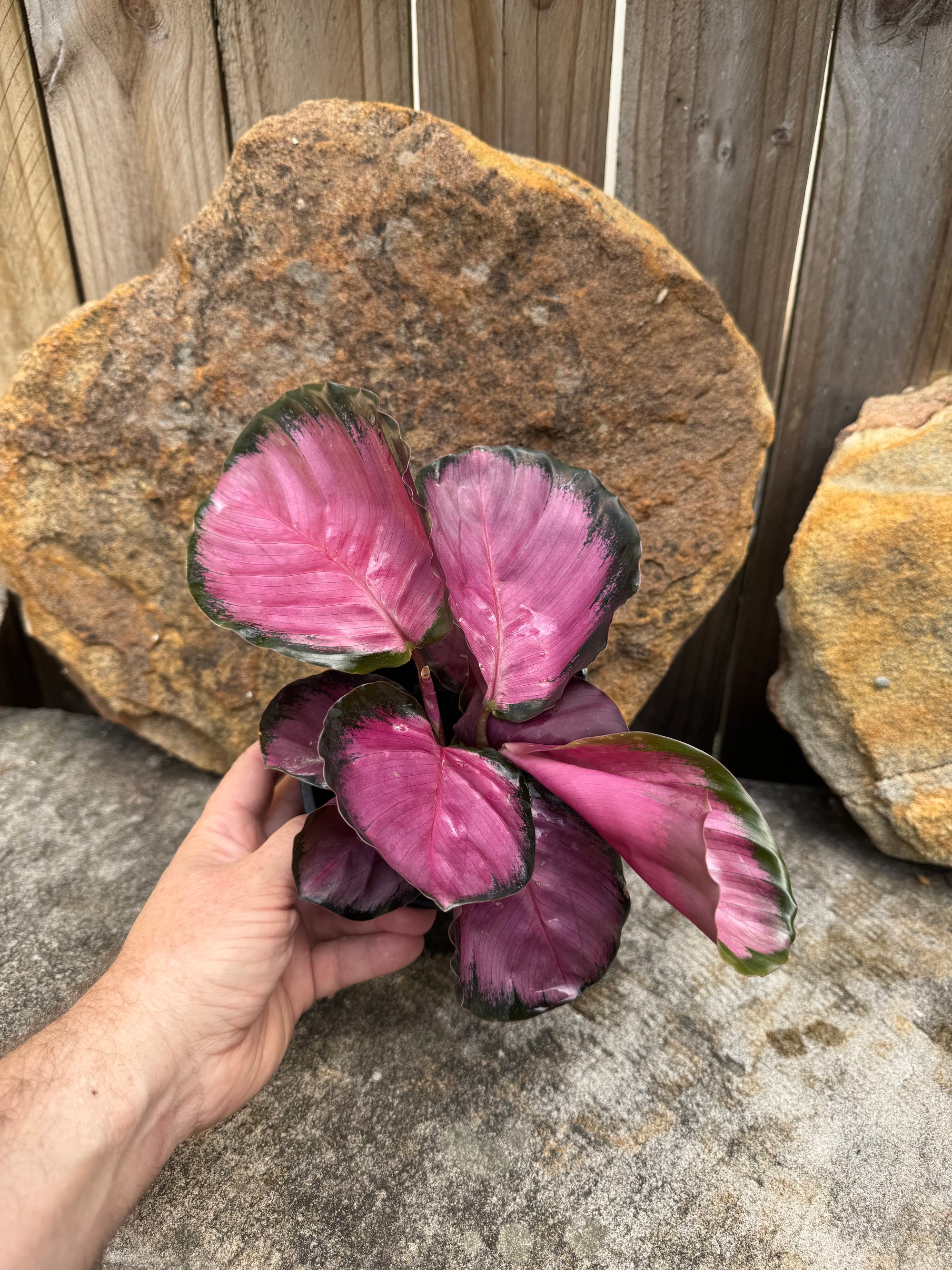 Calathea roseopicta 'Rosey'