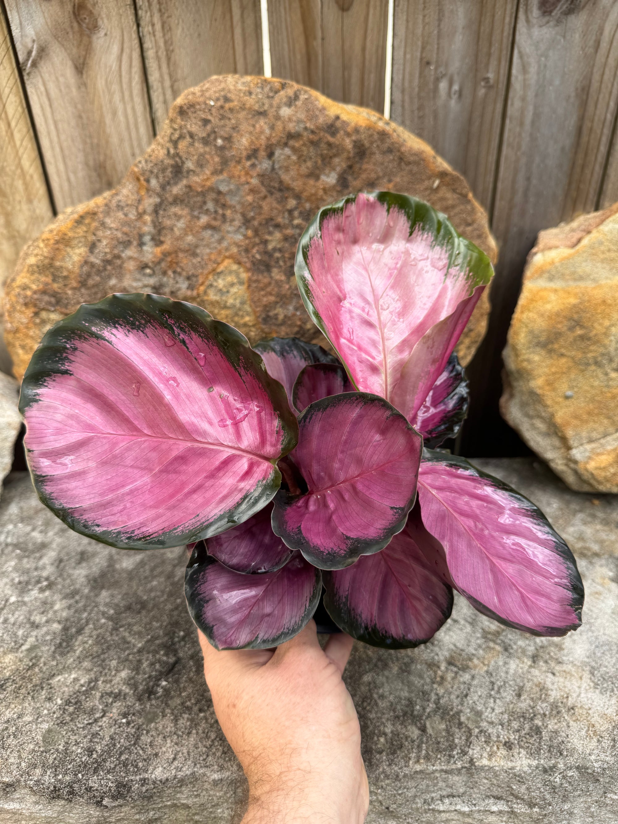 Calathea roseopicta 'Rosey'