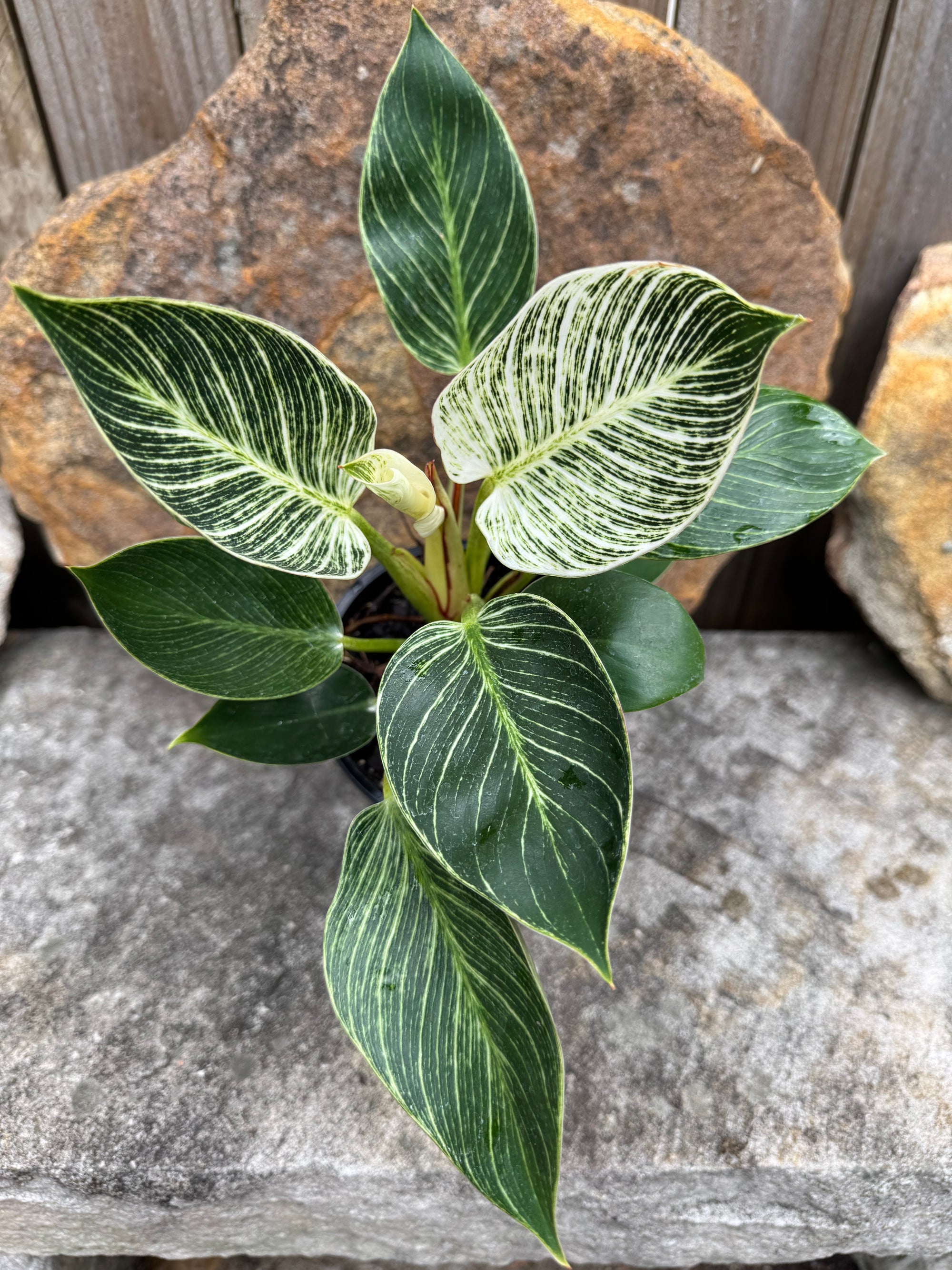 Philodendron 'Birkin'