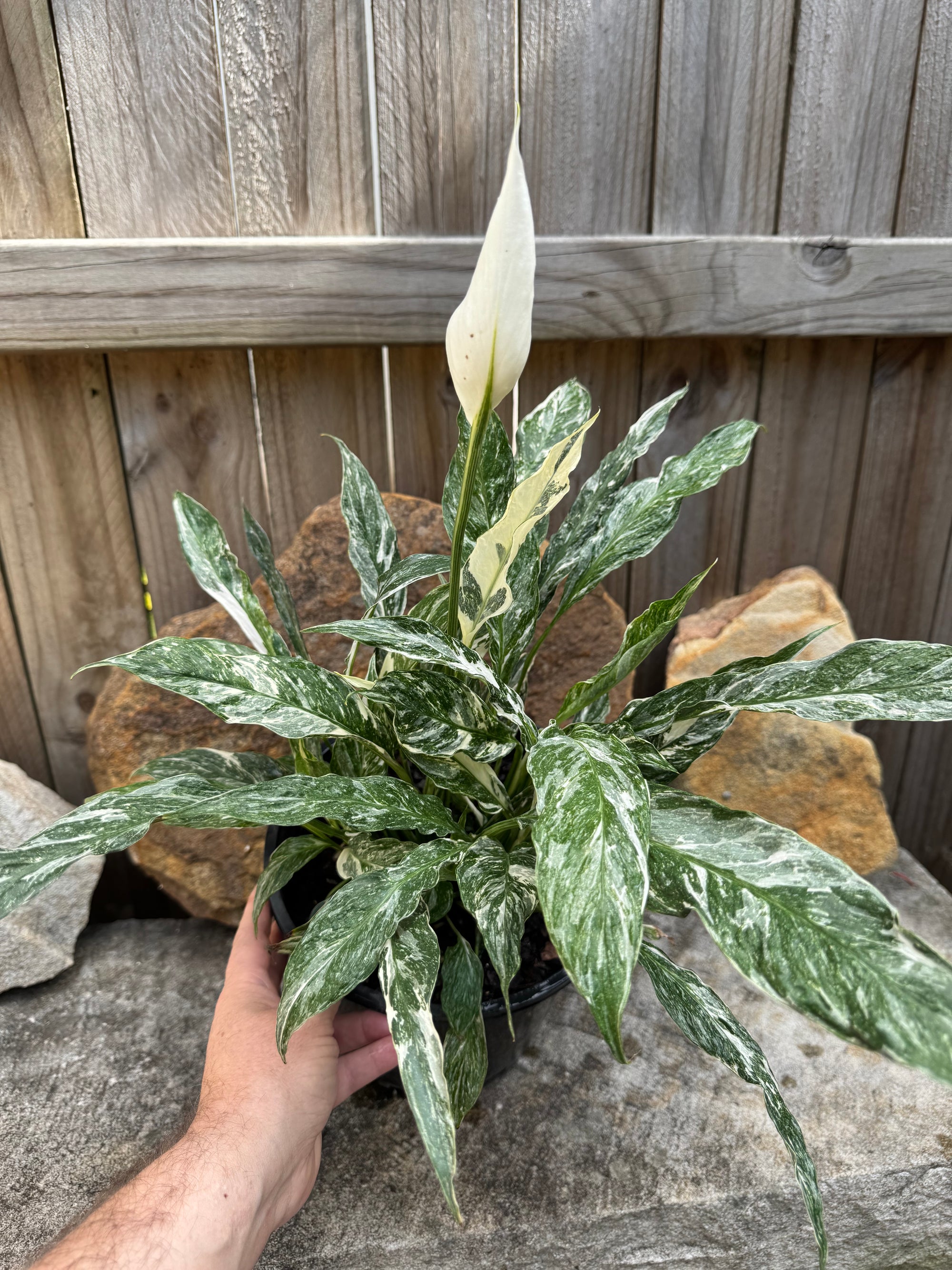 Peace Lilly 'Domino'