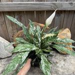 Peace Lilly 'Domino'