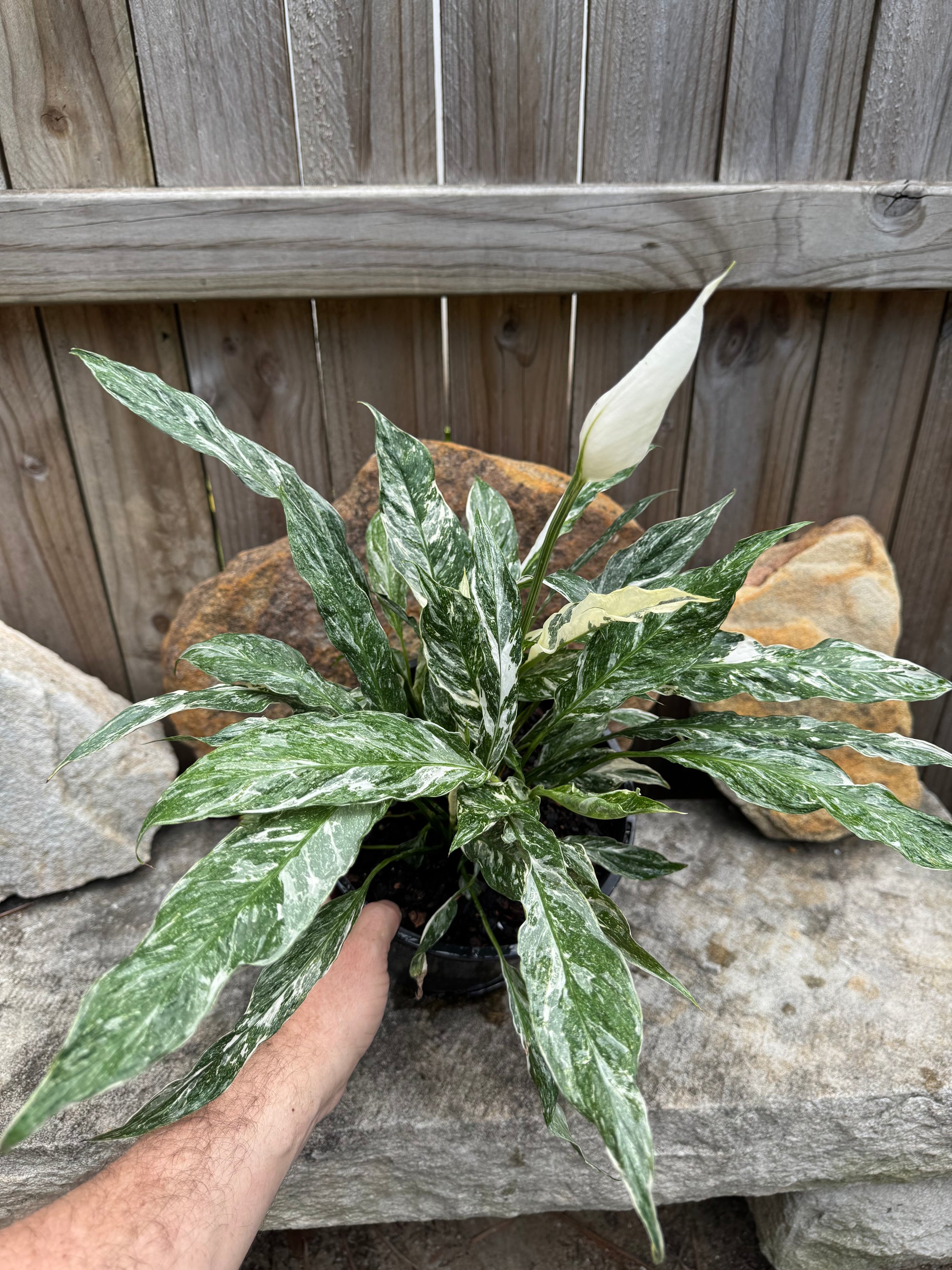 Peace Lilly 'Domino'