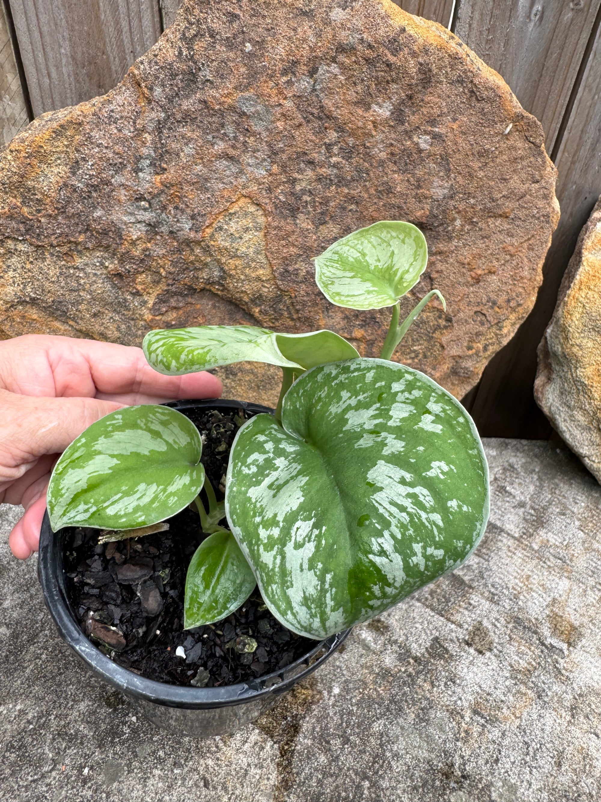 Scindapsus pictus - Satin Pothos