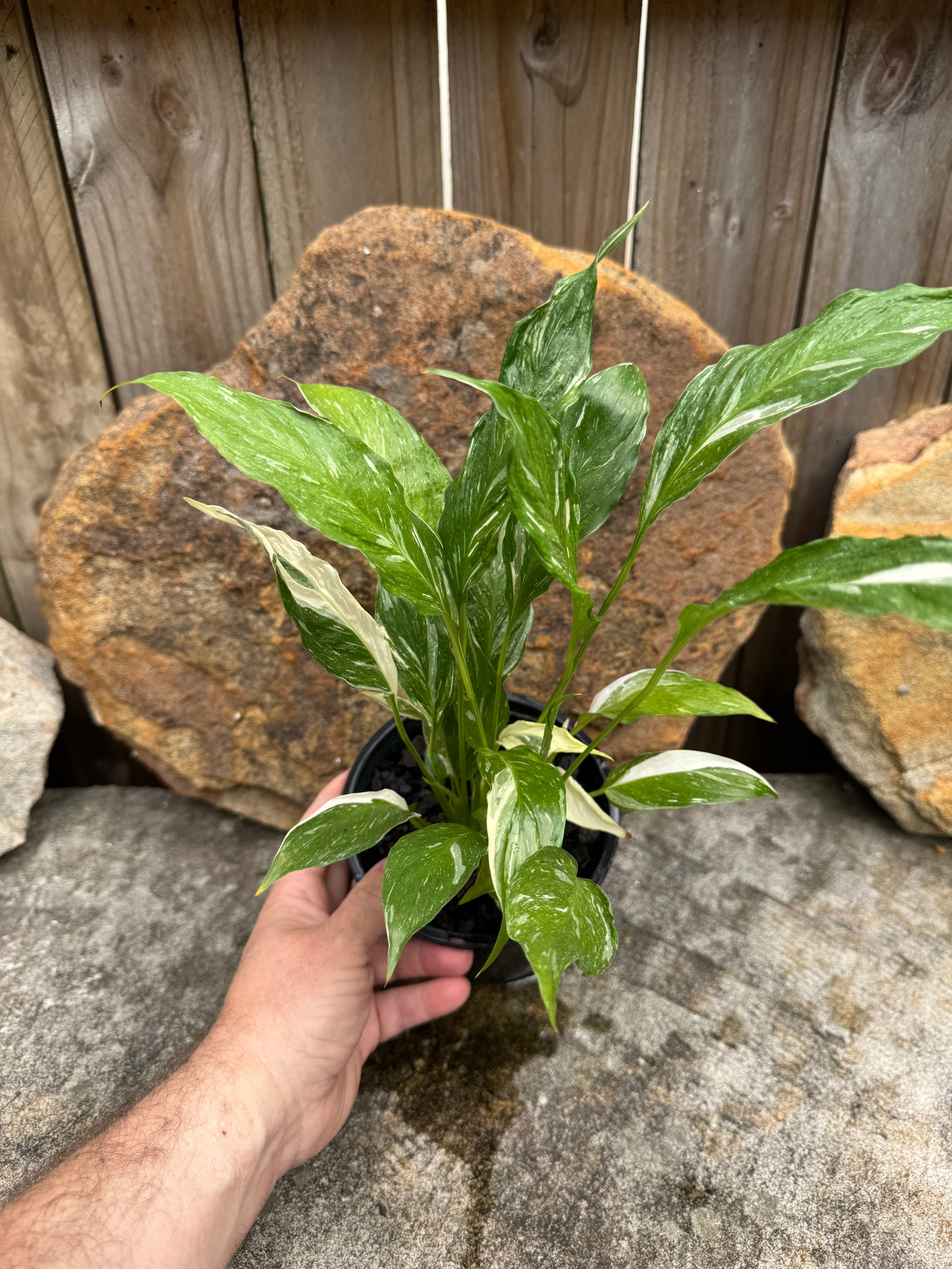 Peace Lilly 'Sensation' variegated