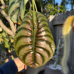 Alocasia cuprea