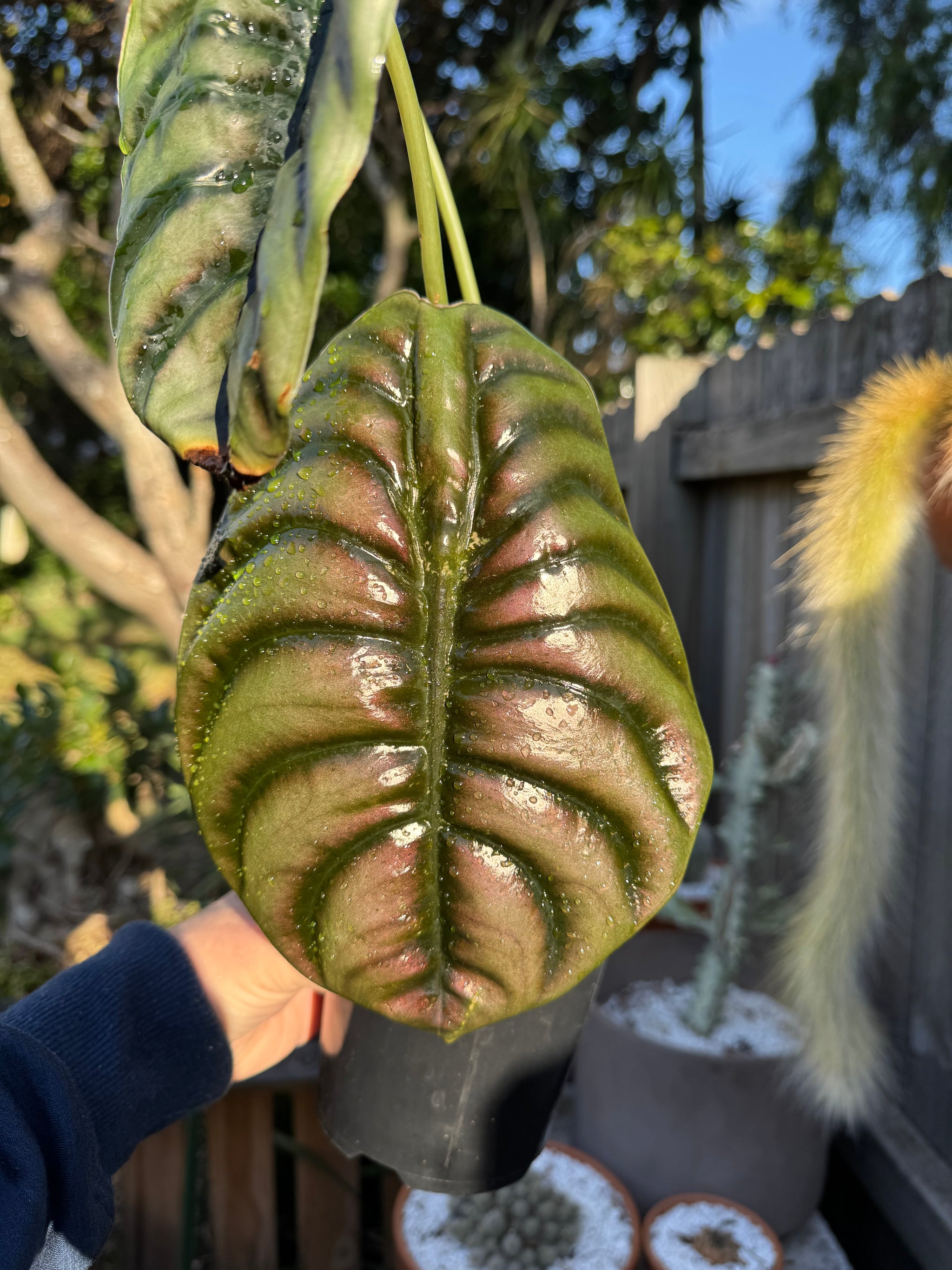 Alocasia cuprea