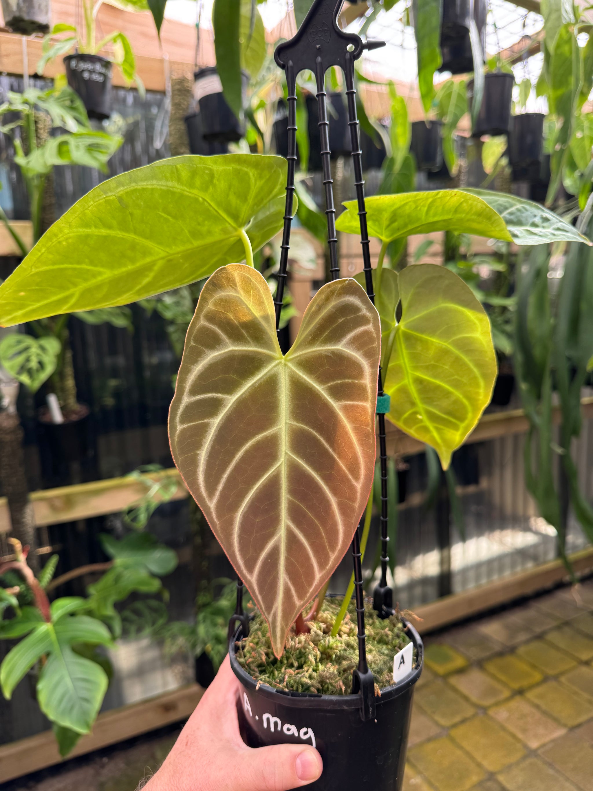 Anthurium Crystallinum x Regale