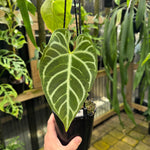 Anthurium Crystallinum x Regale