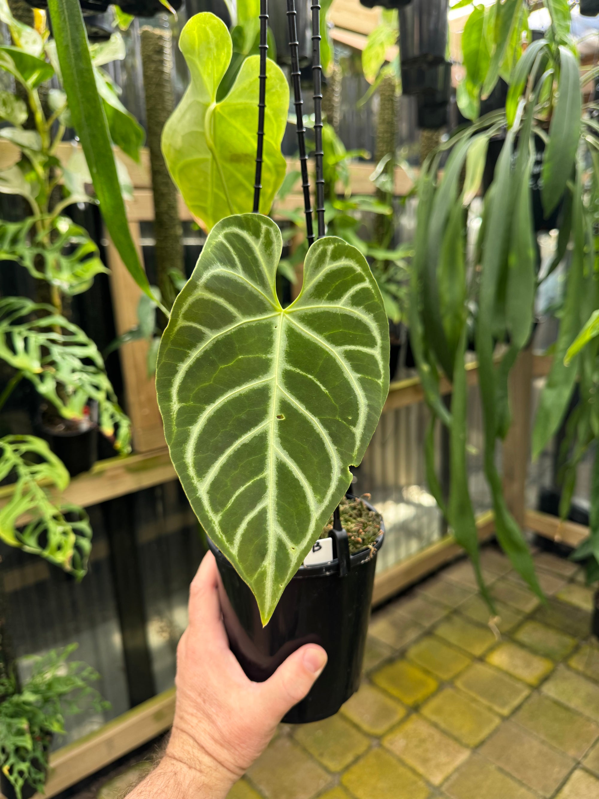 Anthurium Crystallinum x Regale