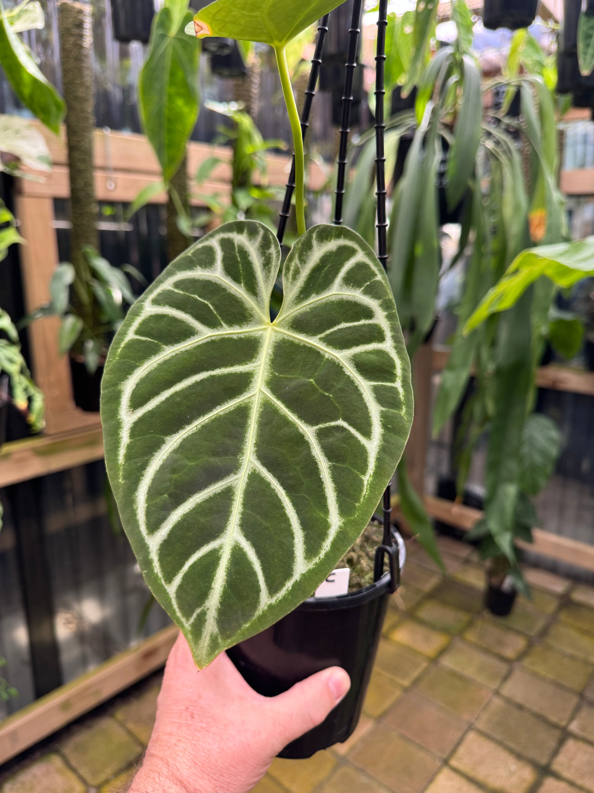 Anthurium Crystallinum x Regale