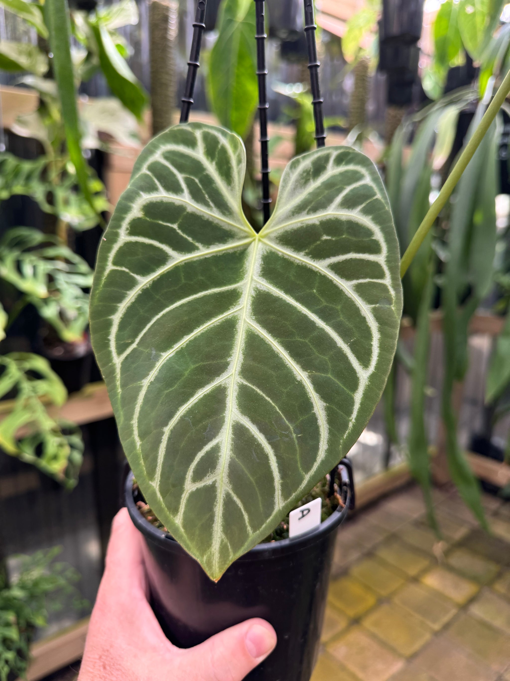 Anthurium Crystallinum x Regale