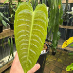 Anthurium Veitchii - Narrow Form