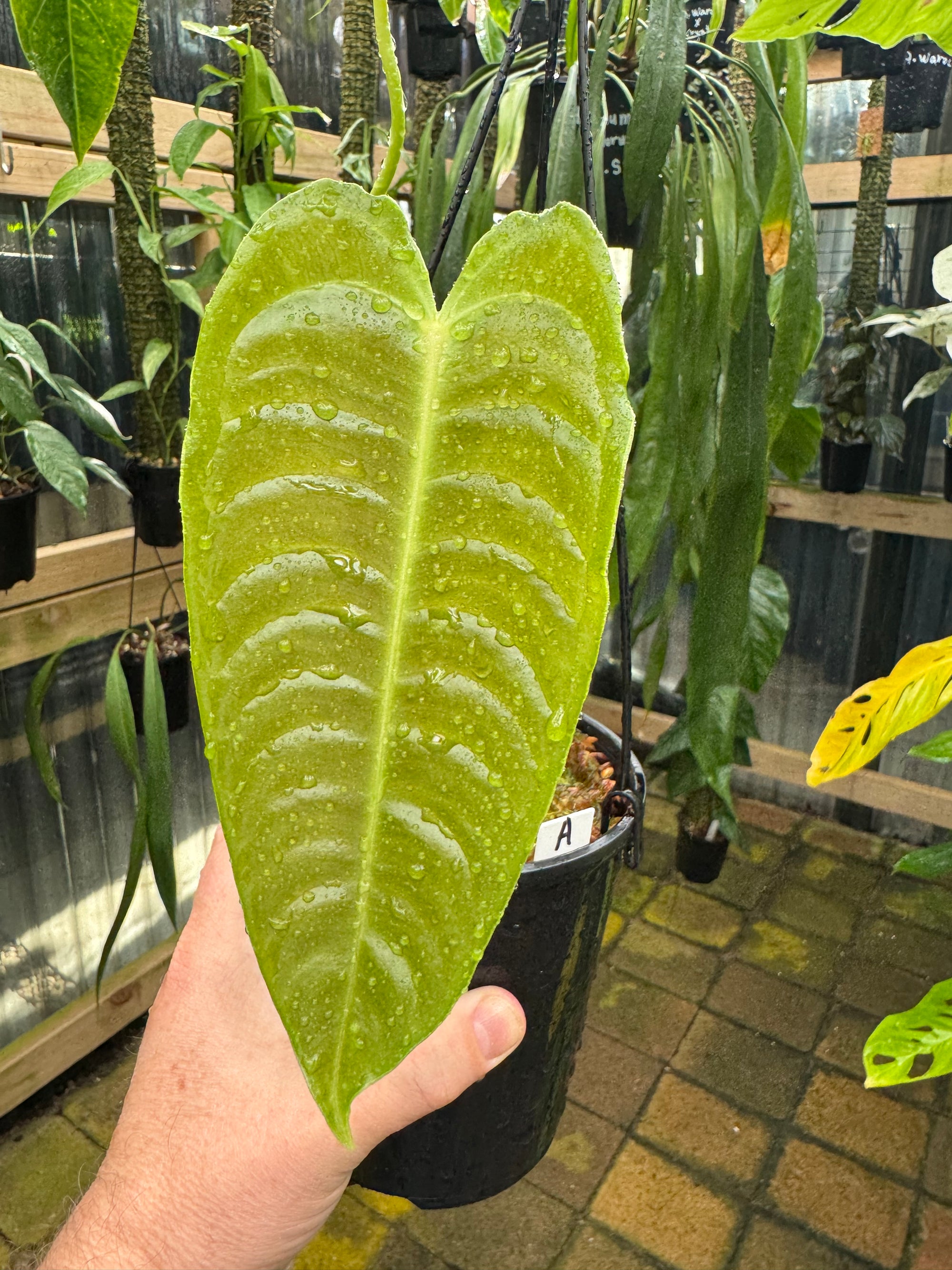 Anthurium Veitchii - Narrow Form