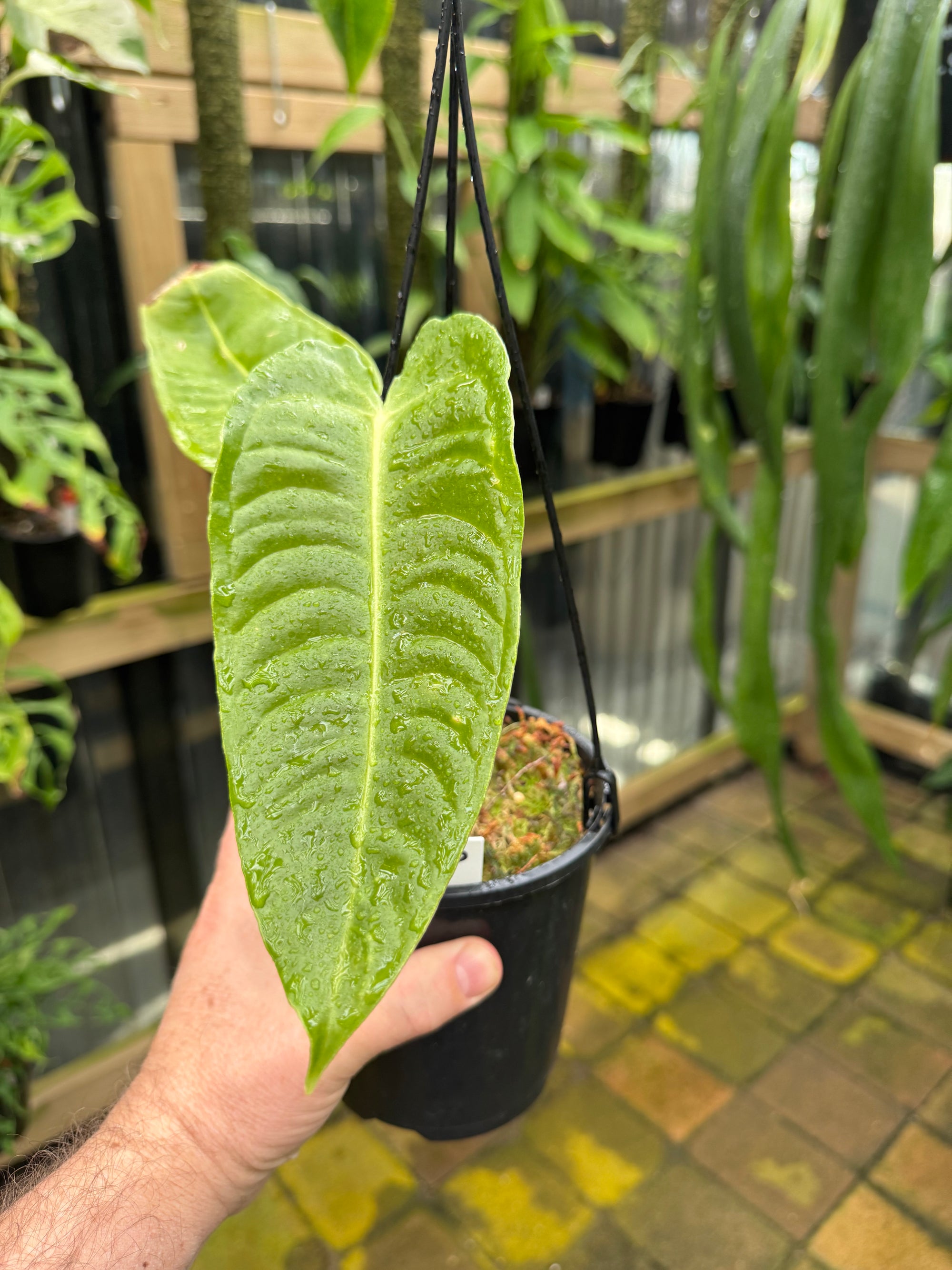 Anthurium Veitchii - Narrow Form