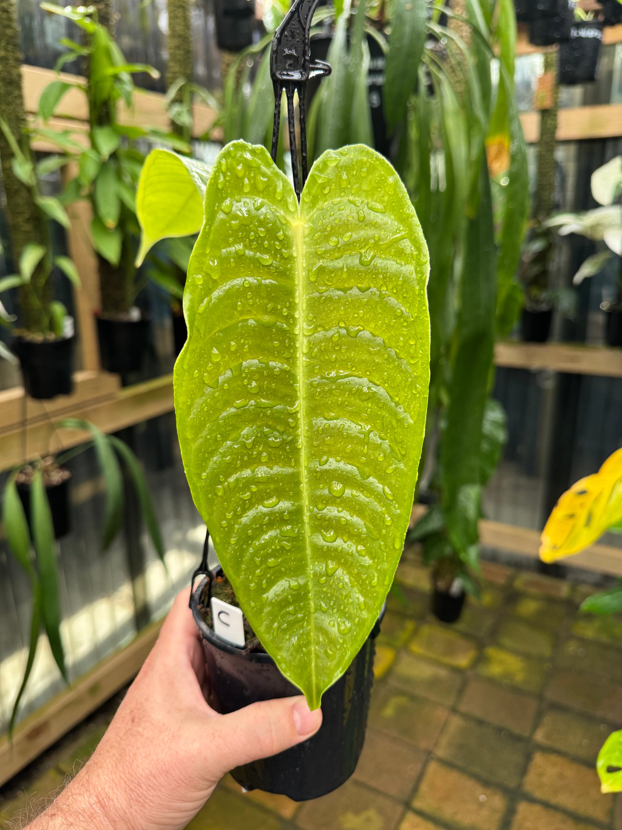 Anthurium Veitchii - Narrow Form