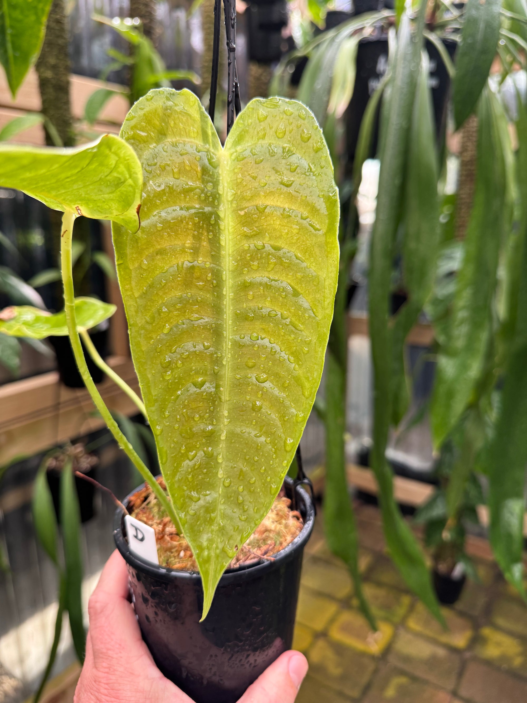 Anthurium Veitchii - Narrow Form