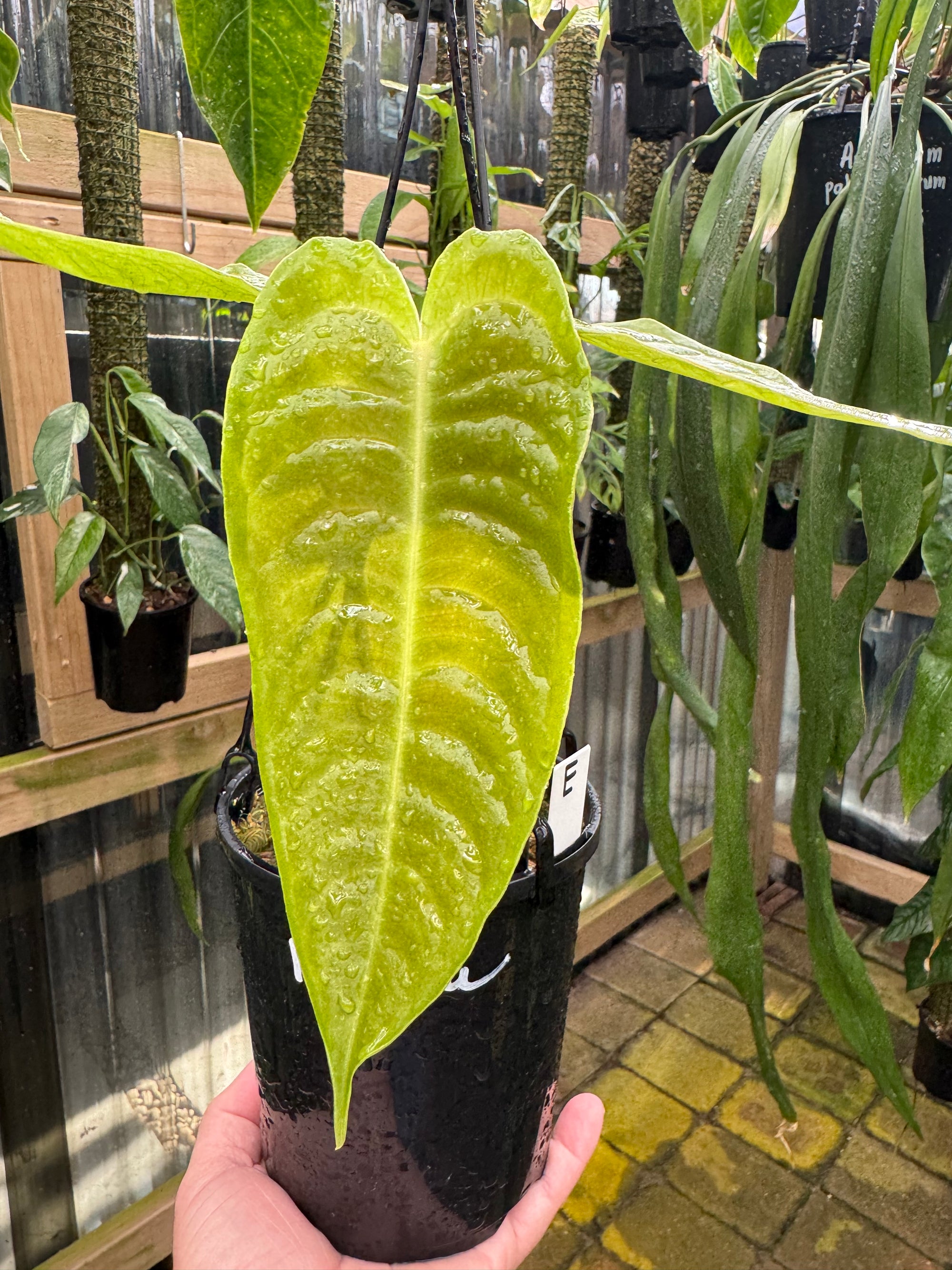 Anthurium Veitchii - Narrow Form