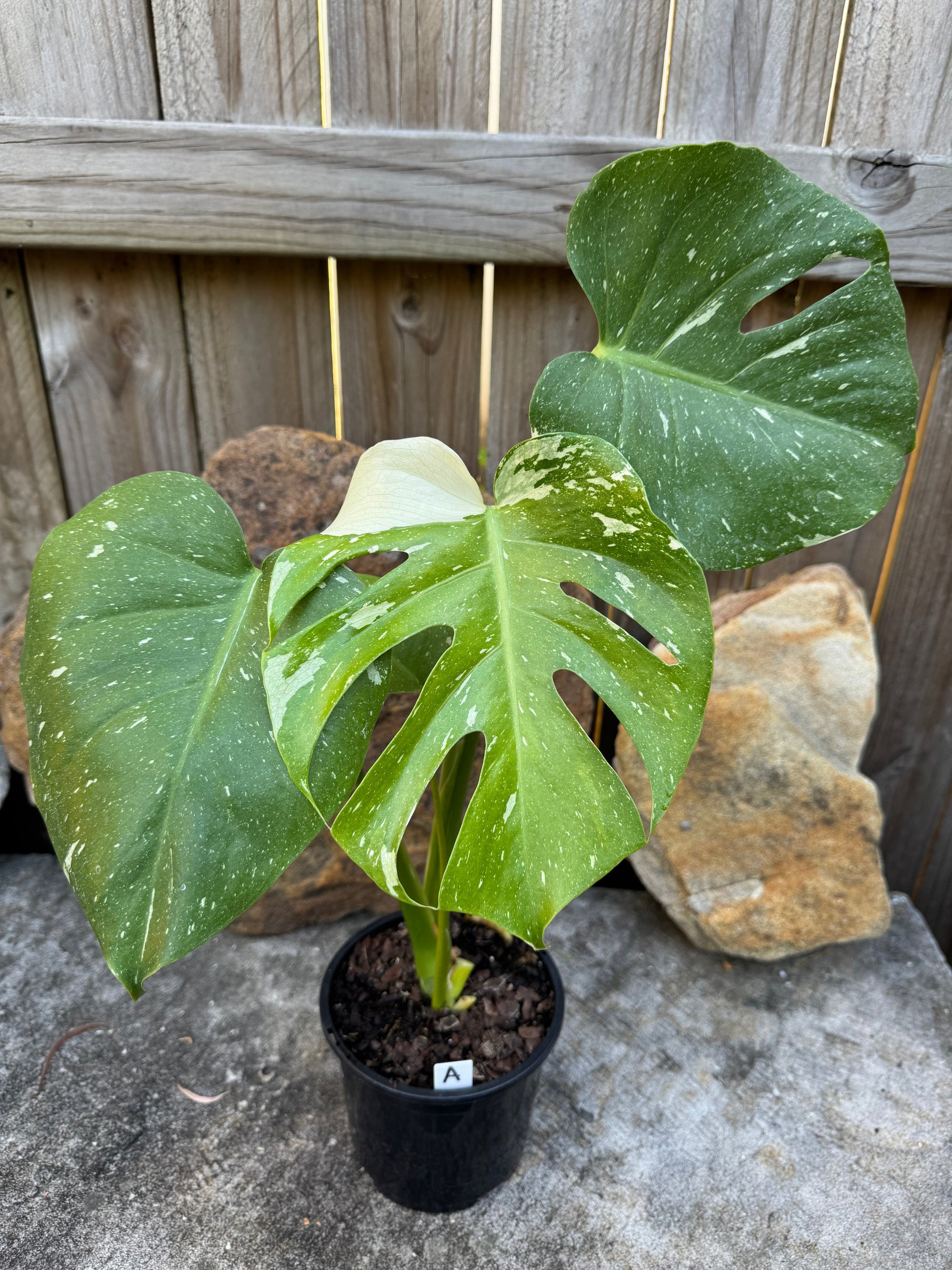 Monstera Thai Constellation