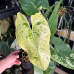 Philodendron ilsemanii