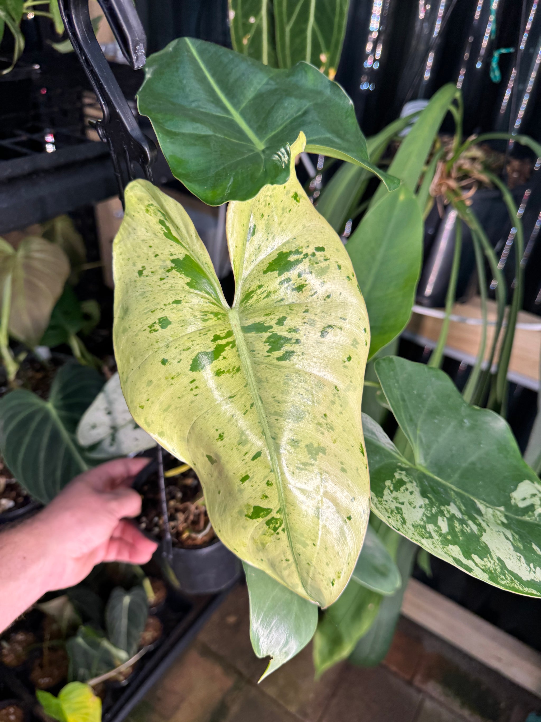 Philodendron ilsemanii